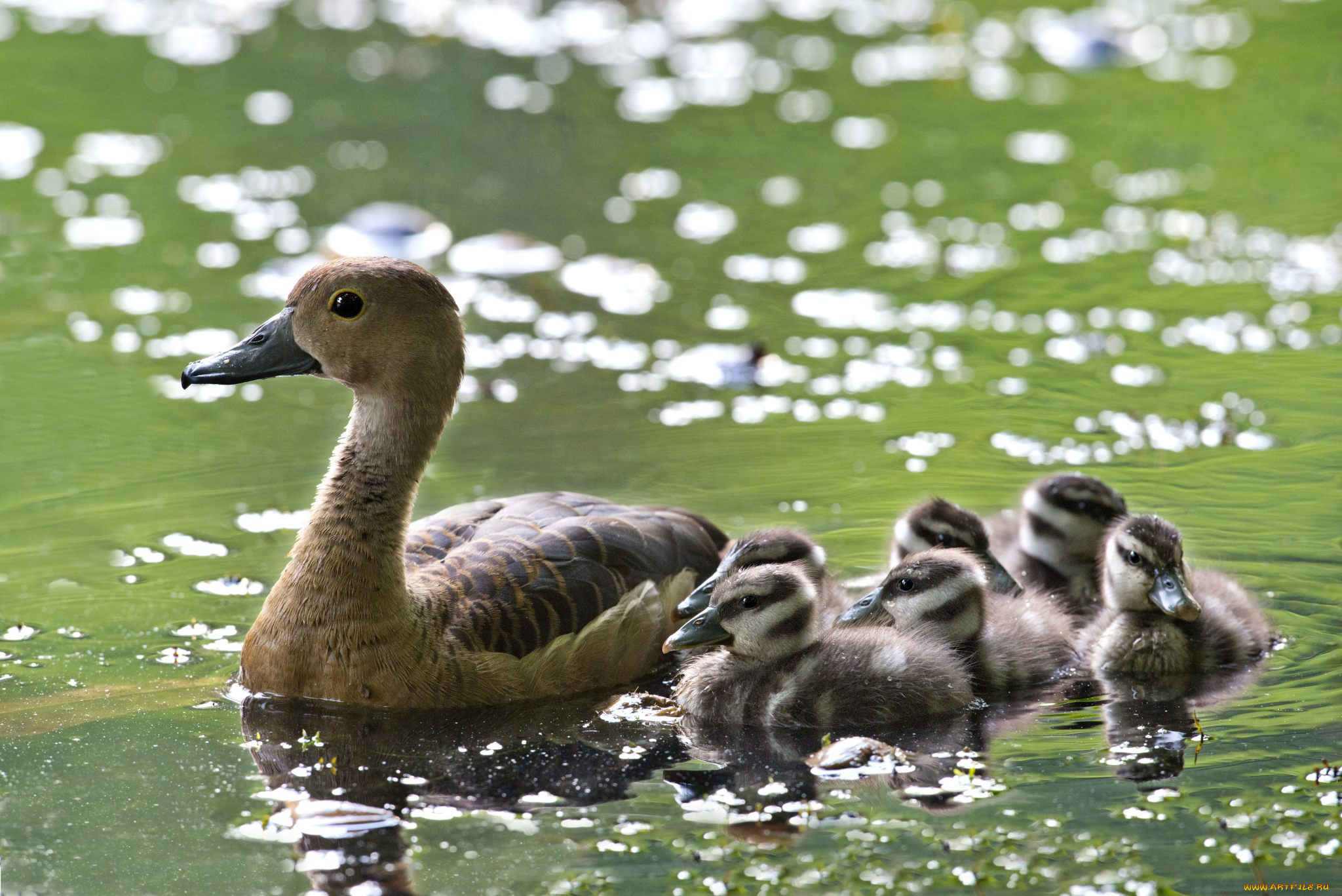 животные, утки, птенцы, утка