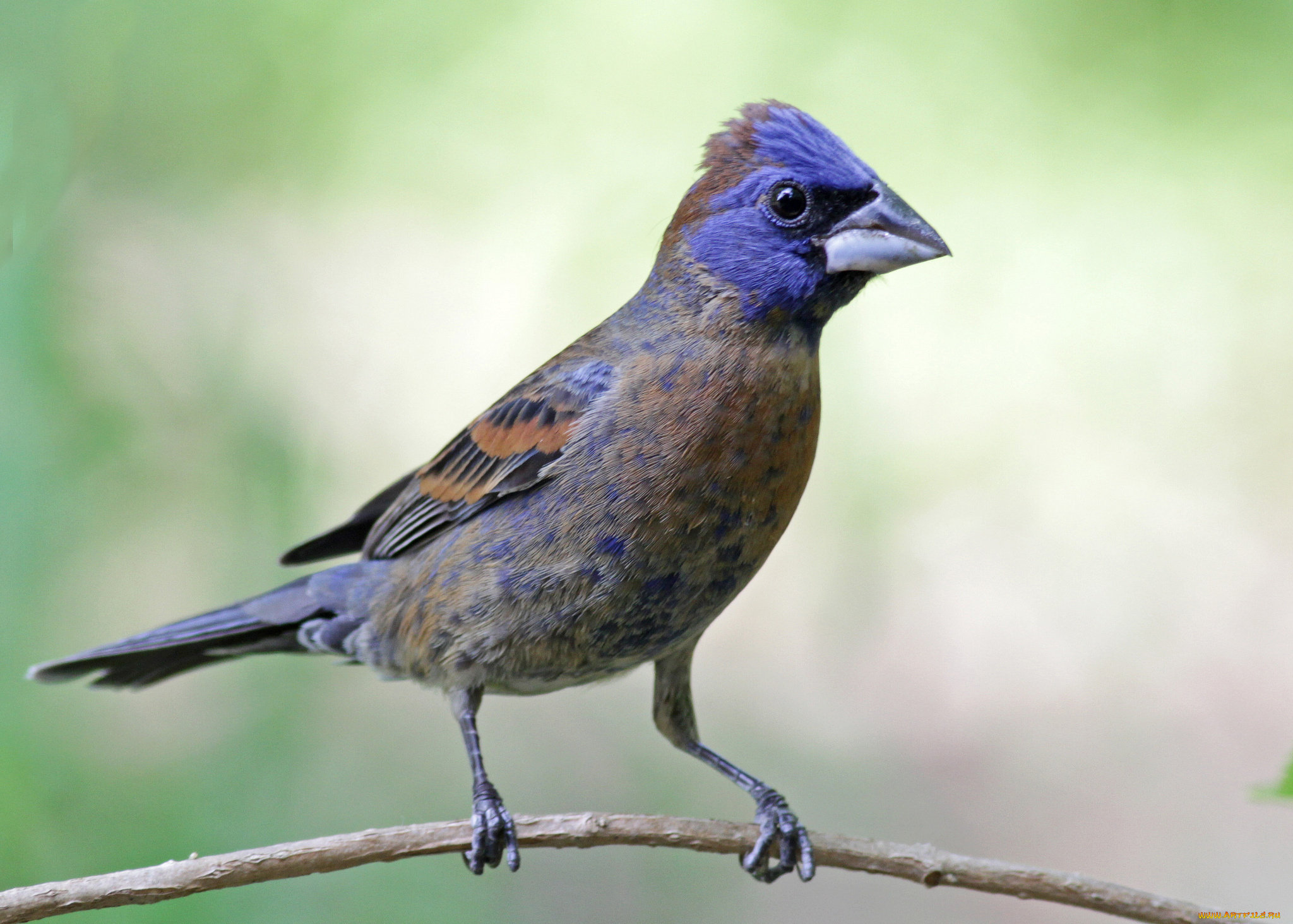 животные, птицы, птичка