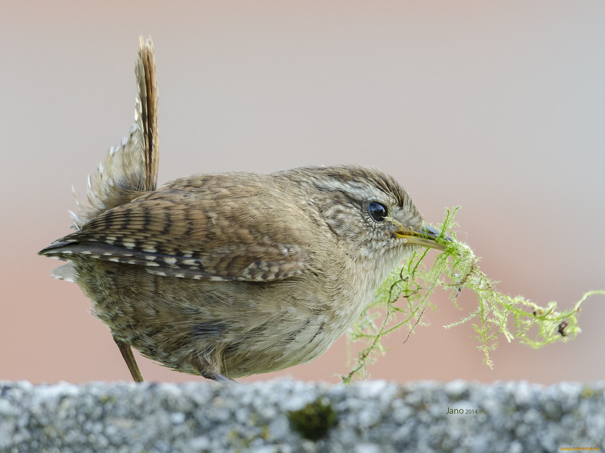 животные, птицы, птичка