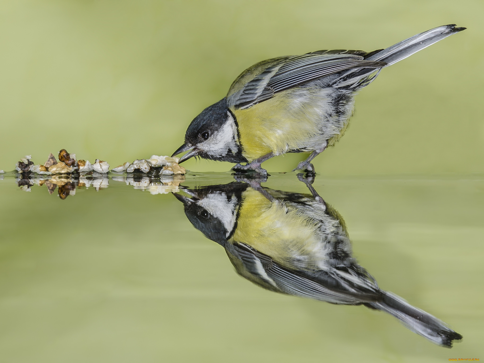 животные, синицы, , лазоревки, синичка