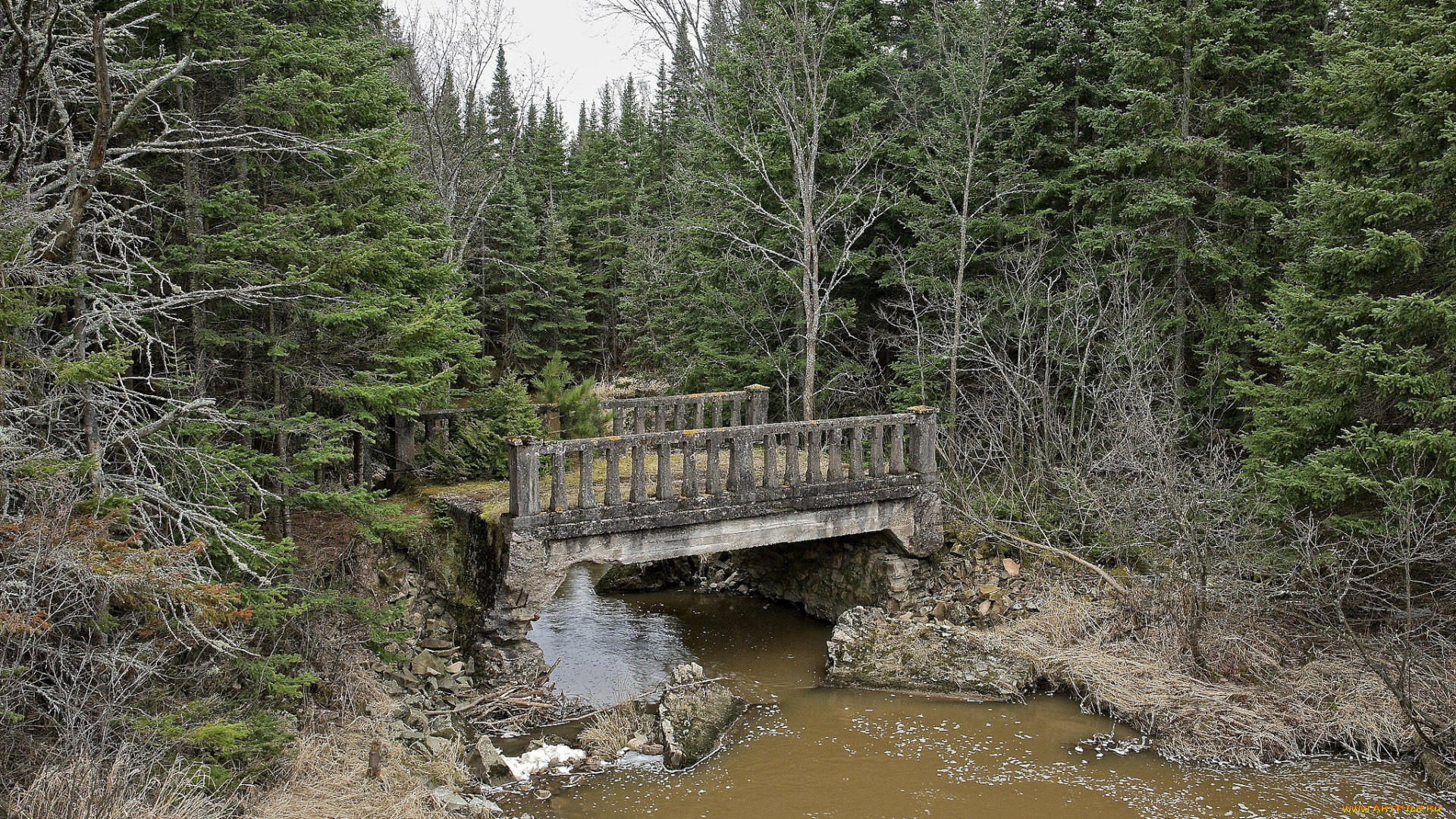 природа, реки, озера, лес, река