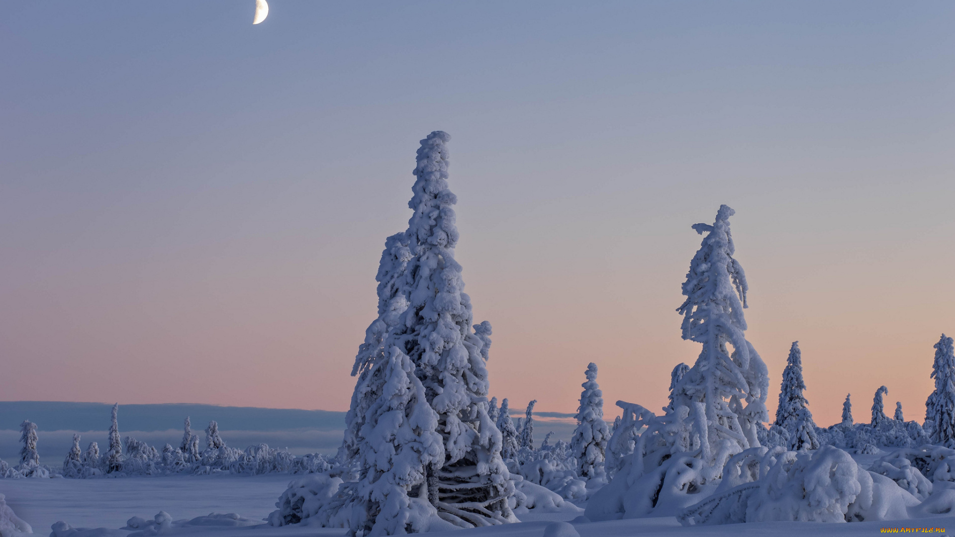 природа, зима, деревья, снег, швеция, вестерботтен, лапландия