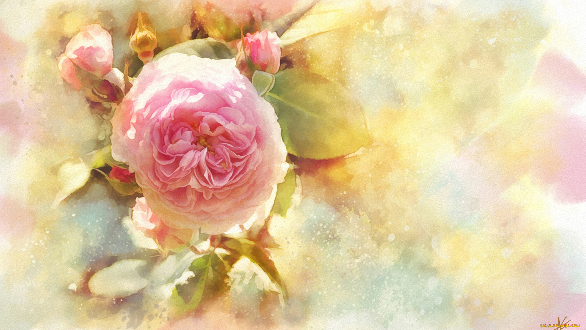 рисованное, цветы, акварель, бутоны, роза, цветок