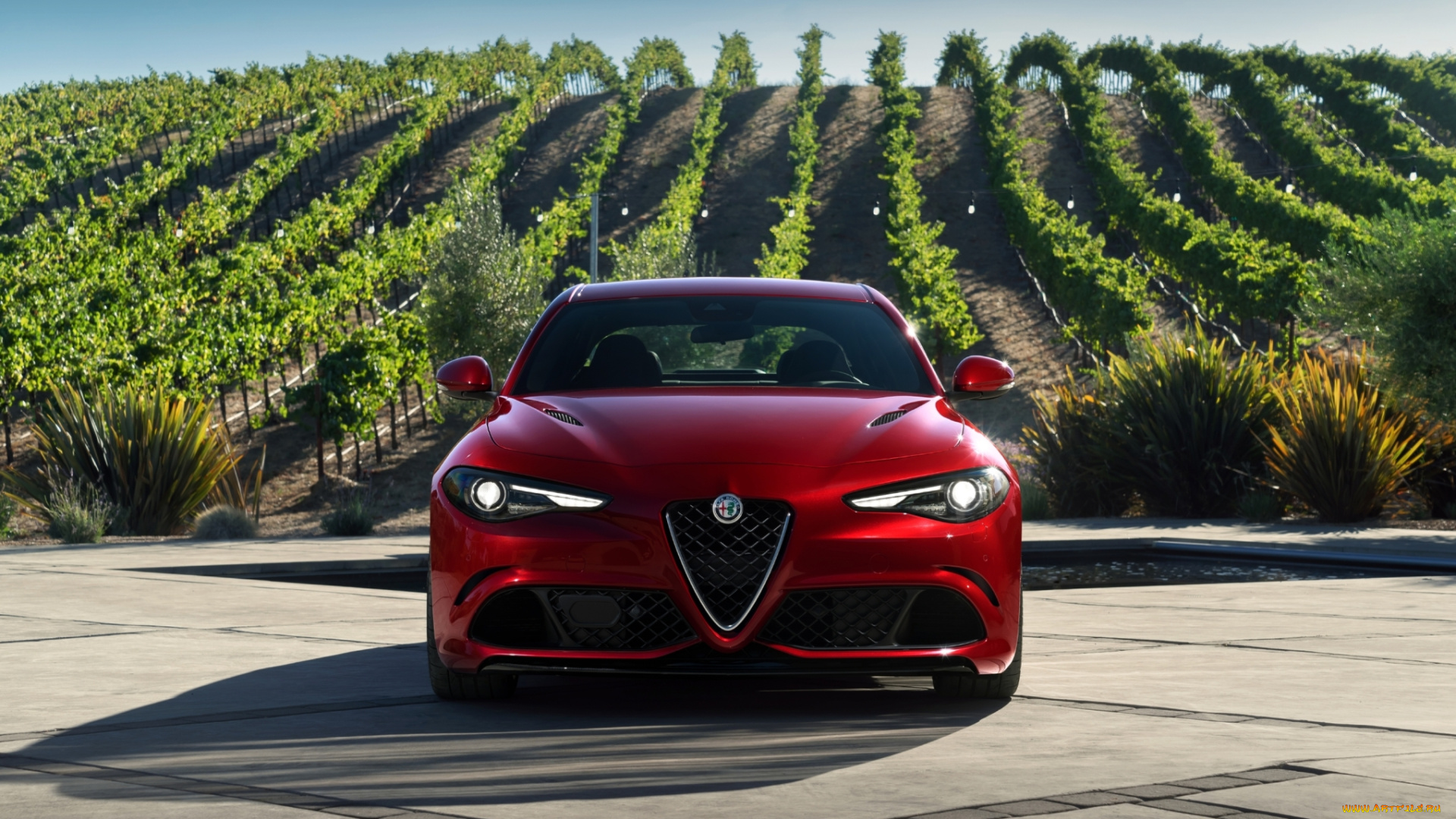 автомобили, alfa, romeo, виноградник, поле, красный, альфа-ромео, giulia, alfa-romeo