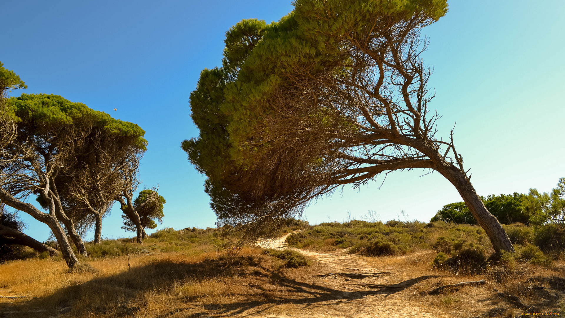 природа, деревья, простор