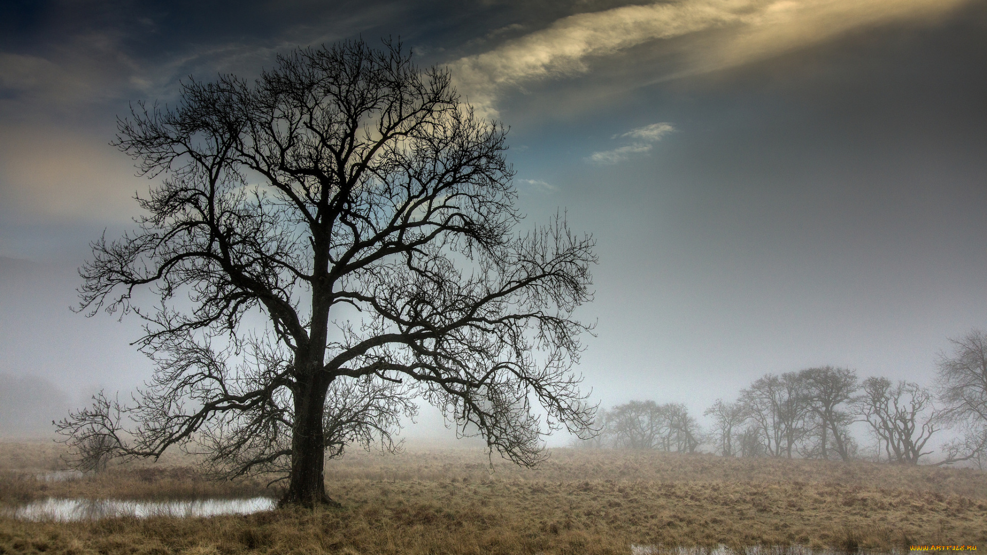 природа, деревья, простор