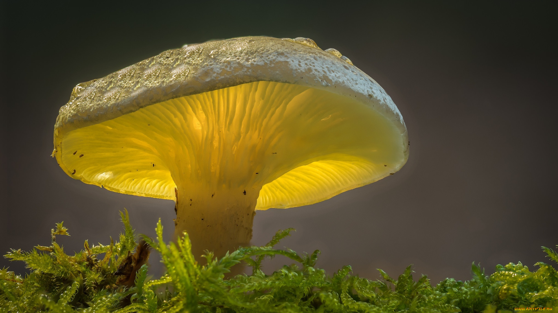 природа, грибы, макро, свет, гриб