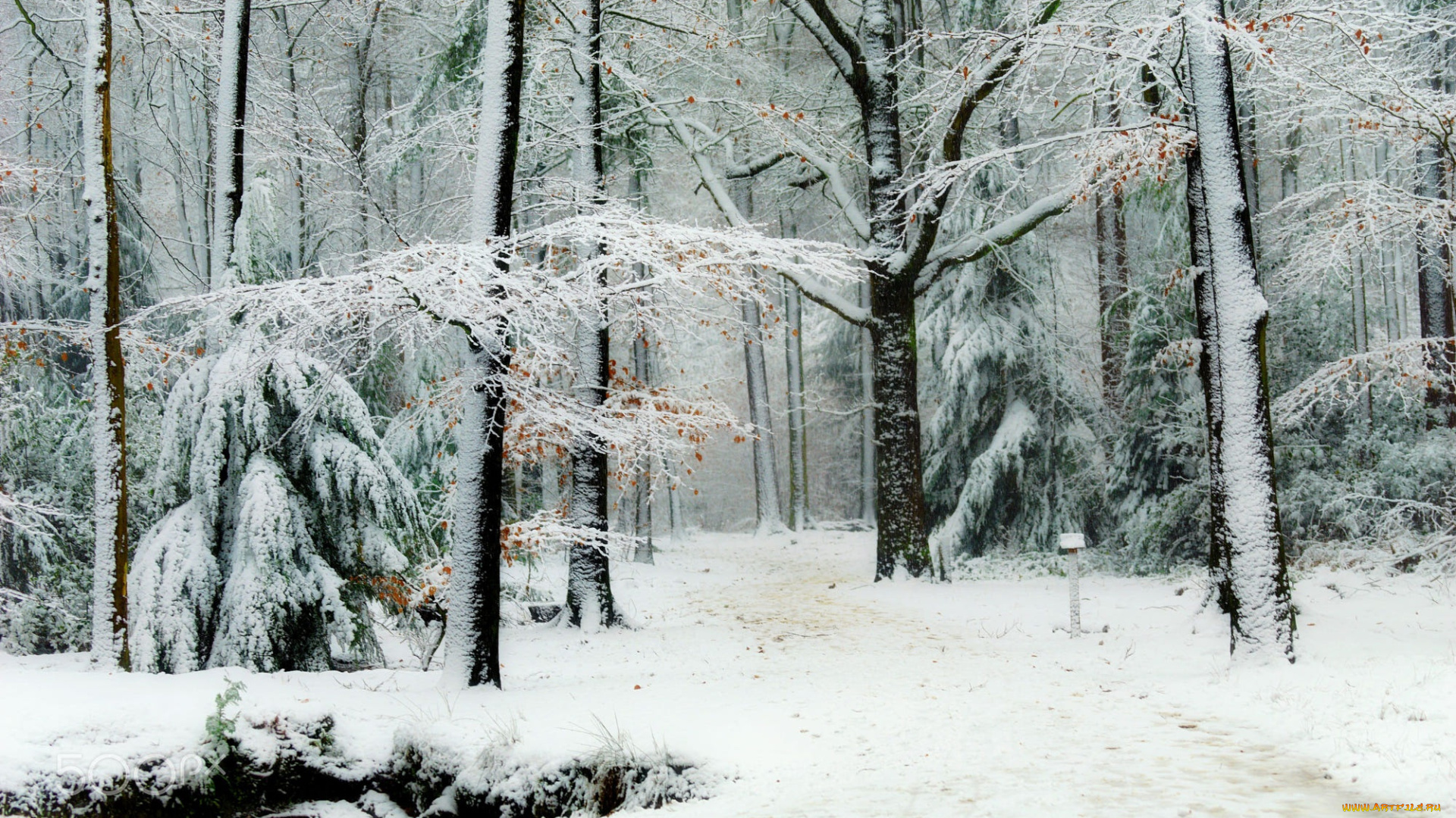 природа, лес, дорожка, зима, иней, деревья, dingemans