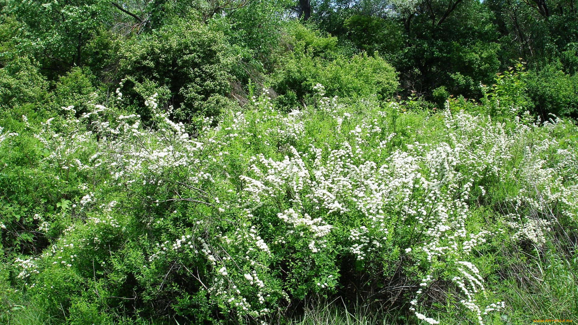 природа, лес, кусты, деревья