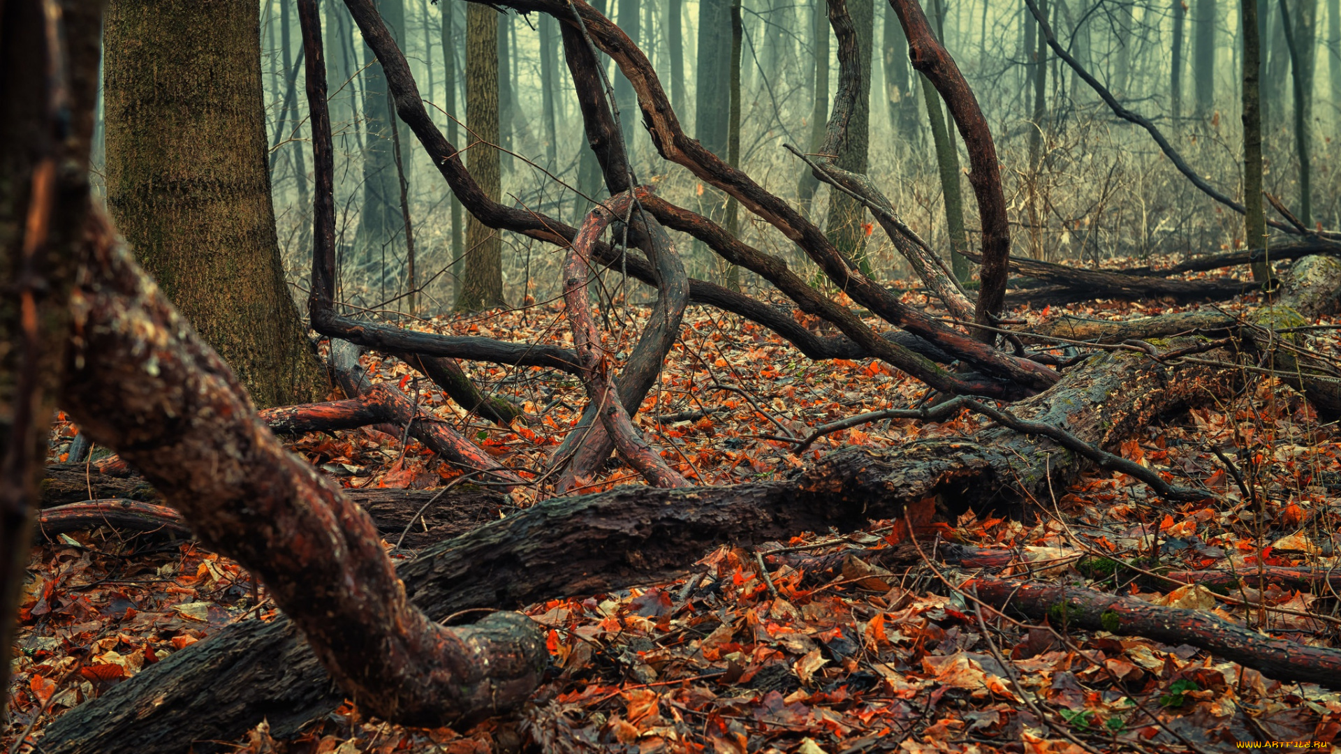 природа, лес, осень, листва, коряги