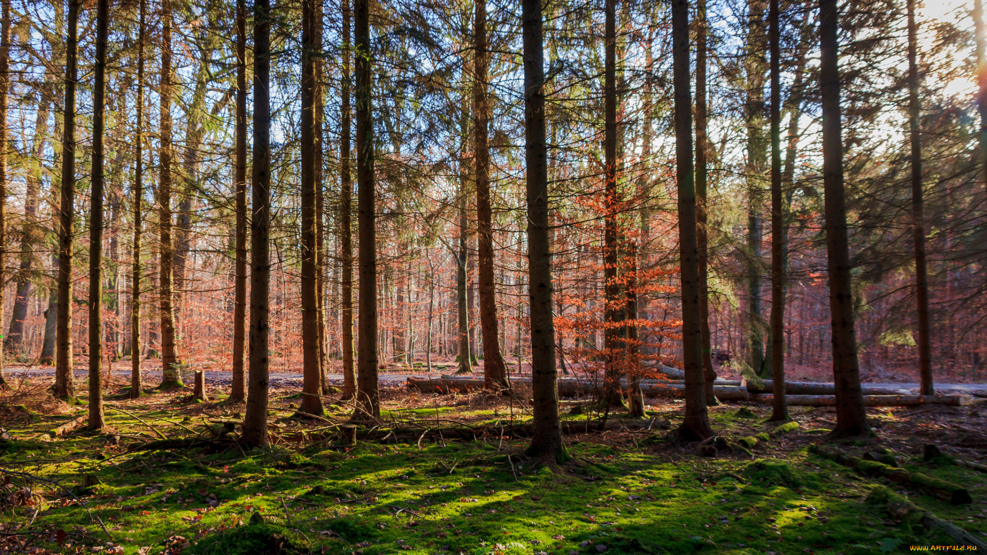 природа, лес, простор