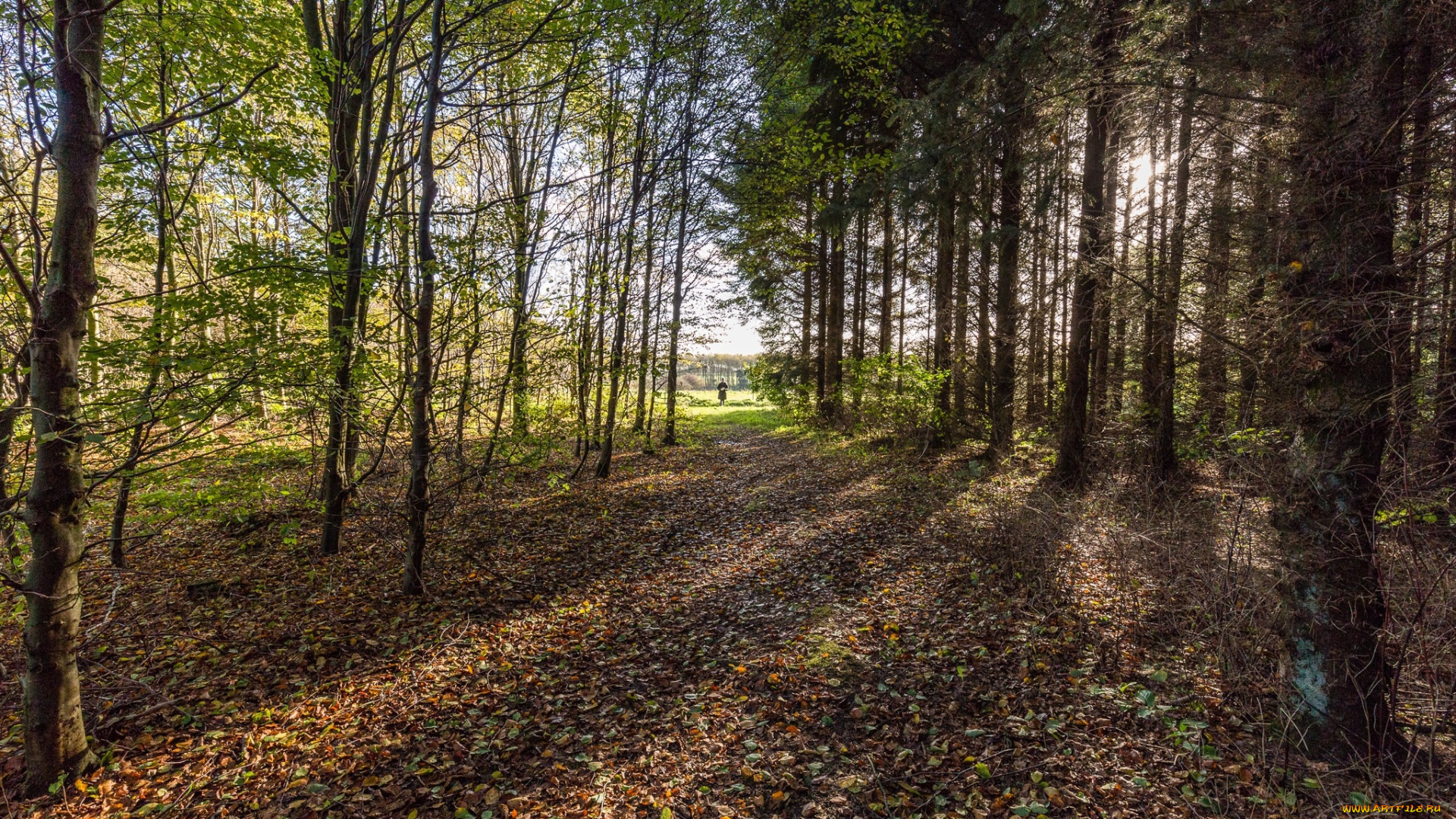 природа, лес, простор