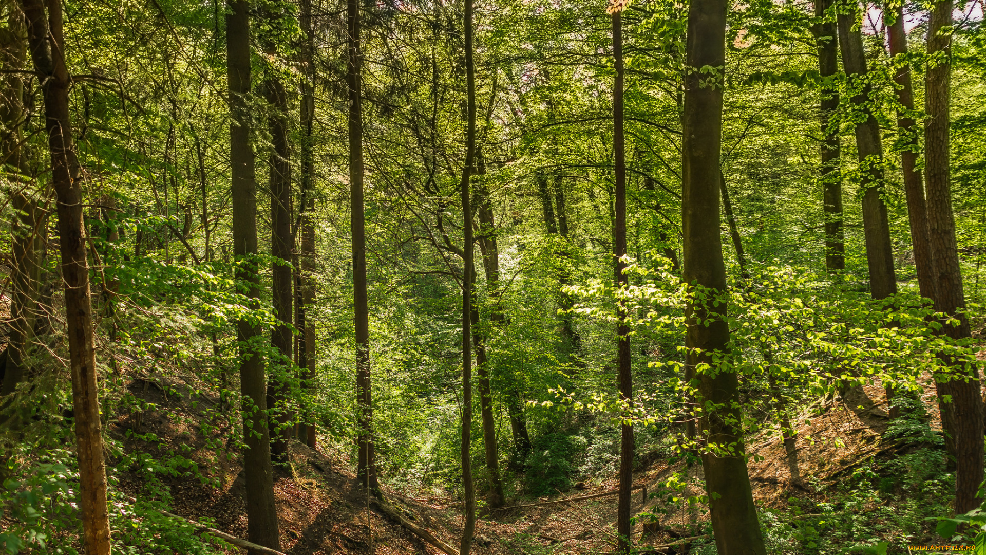 природа, лес, простор