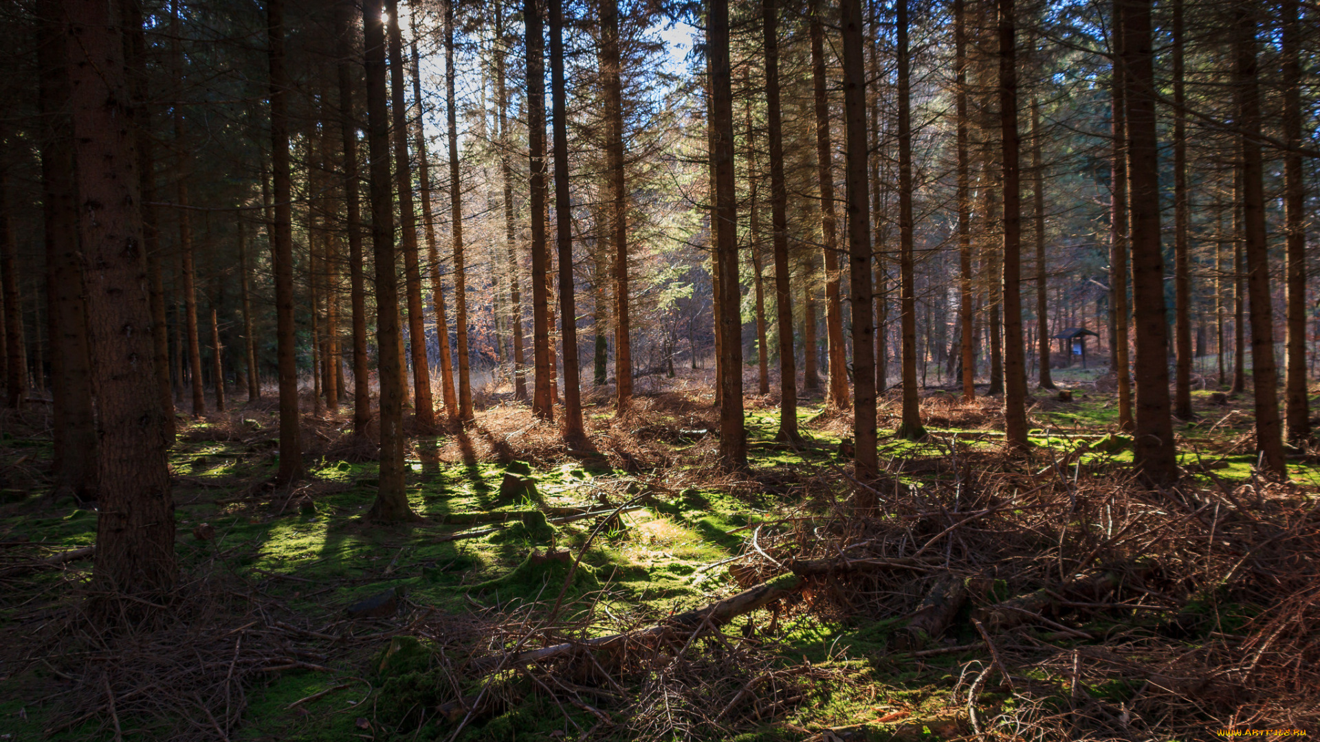 природа, лес, простор