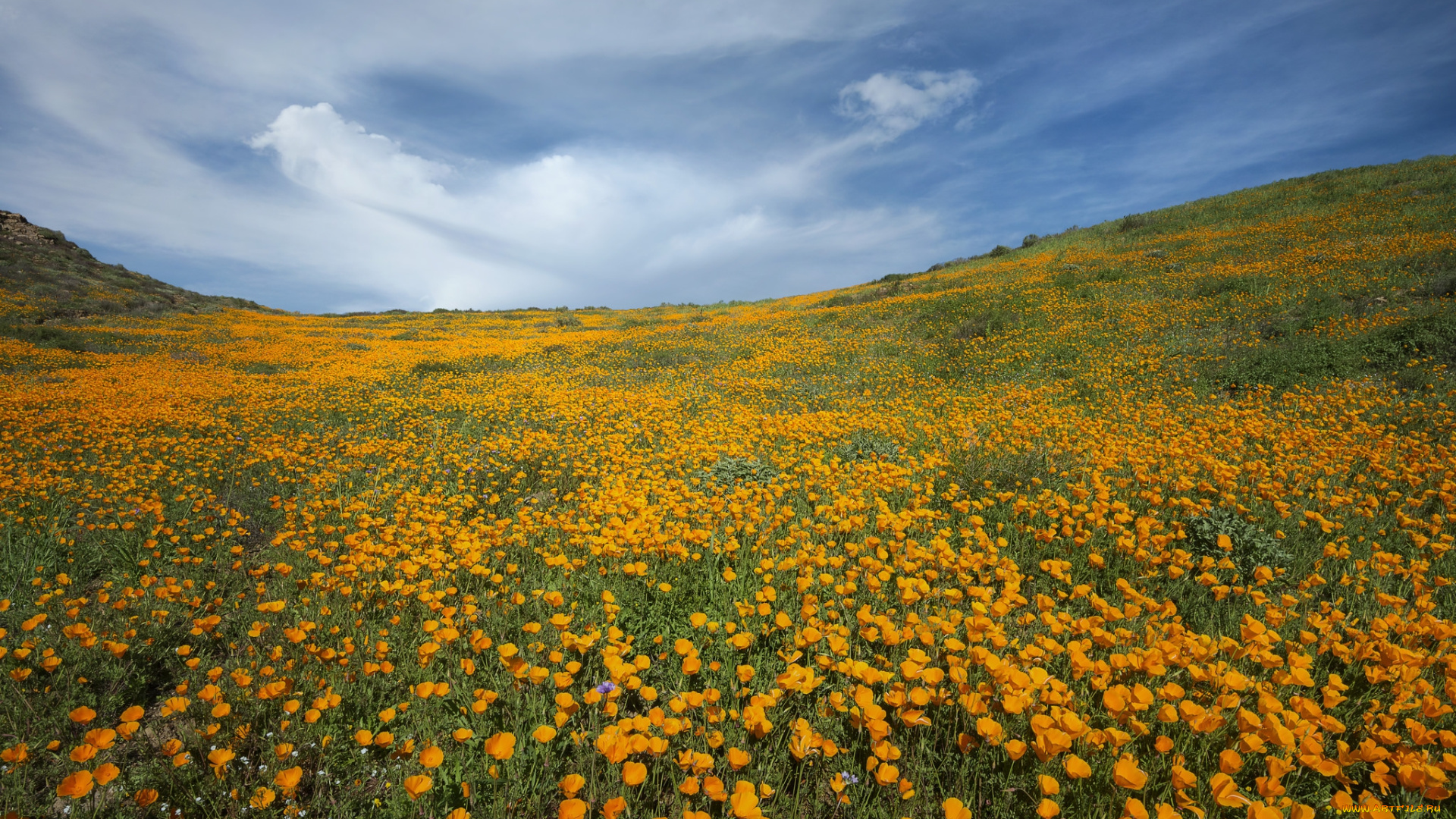 природа, луга, простор