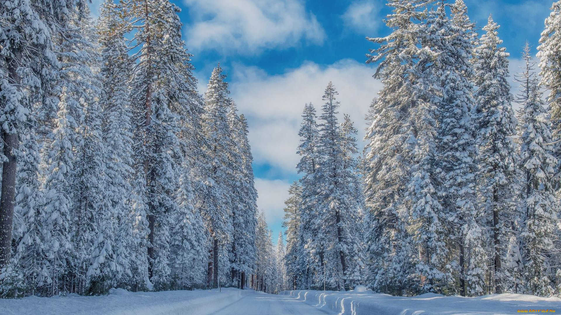 природа, зима, лес, деревья, пейзаж, дорога