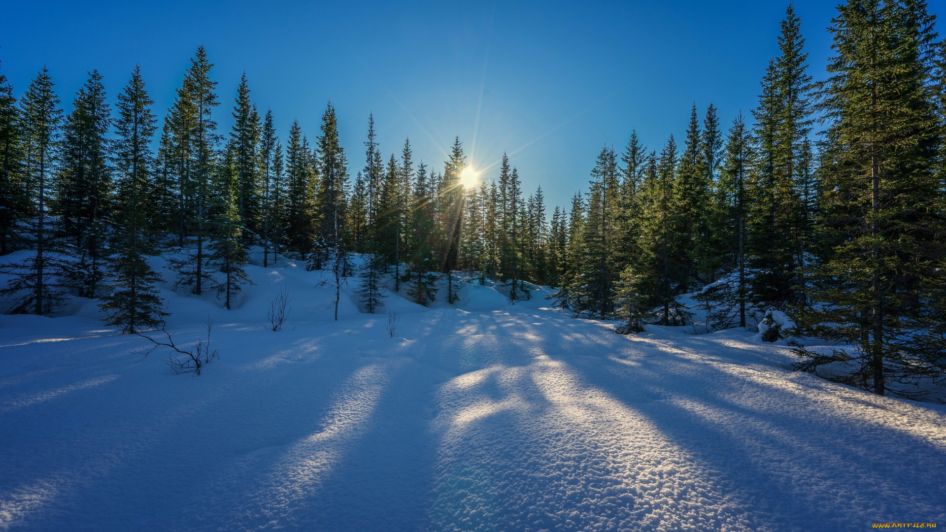 природа, зима, лучи, небо, снег, солнце, лес, деревья