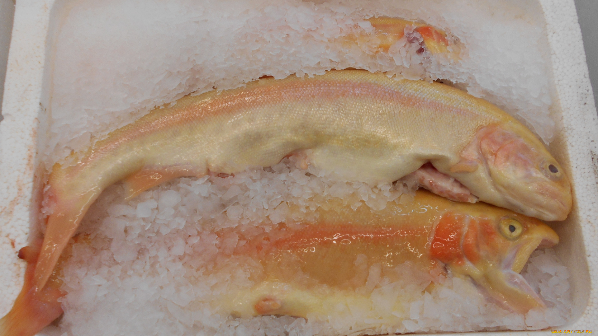 рыбка, еда, рыба, , морепродукты, , суши, , роллы