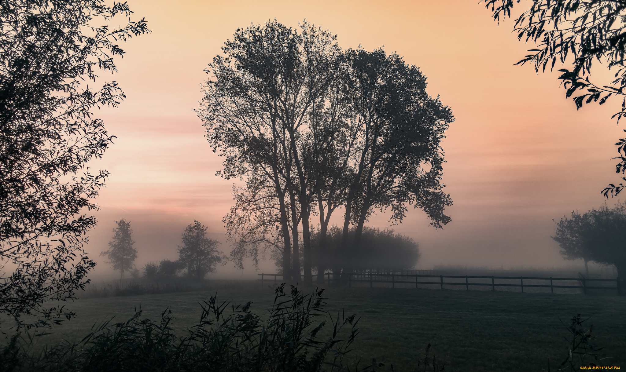 природа, деревья, простор