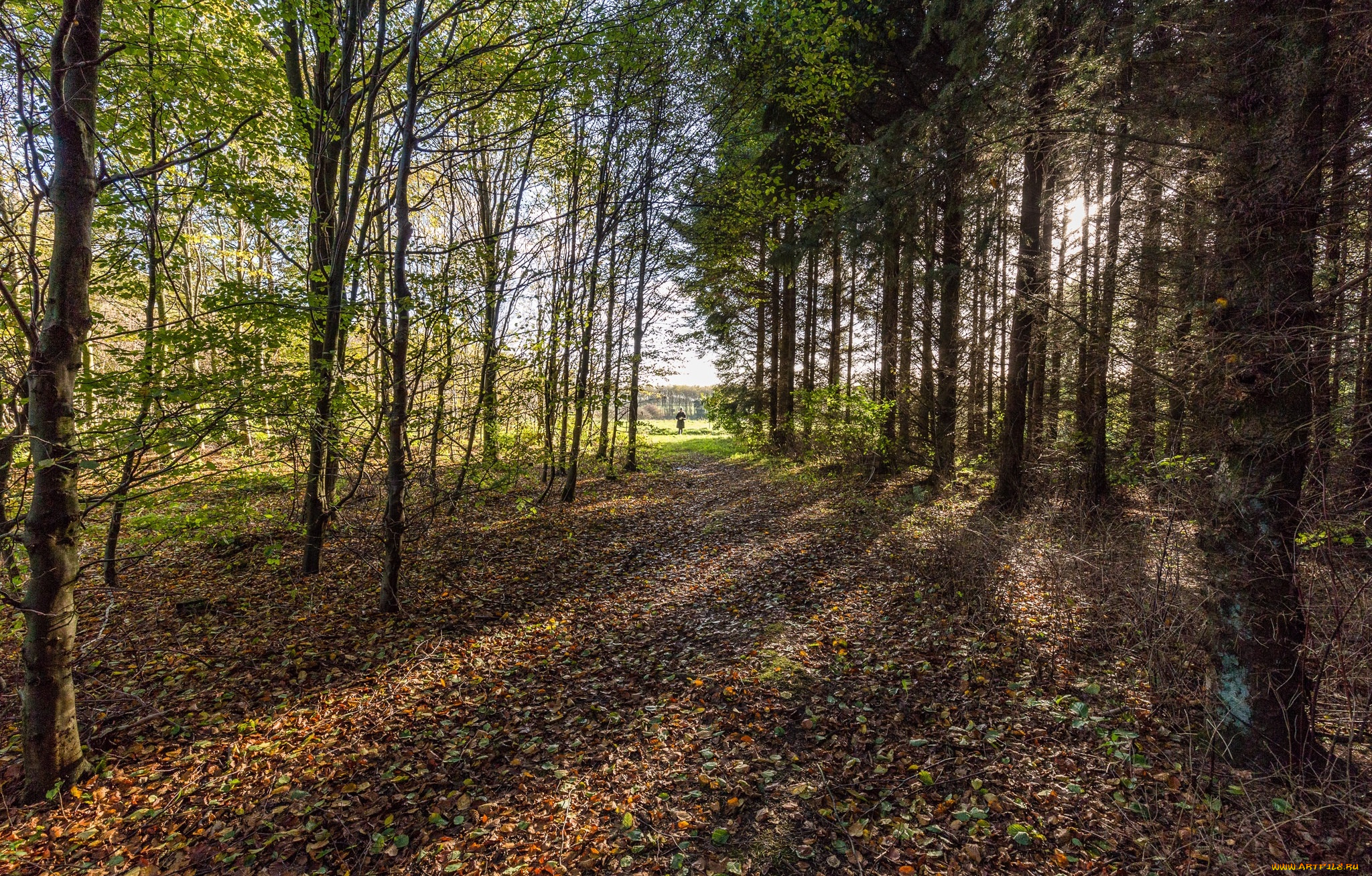 природа, лес, простор