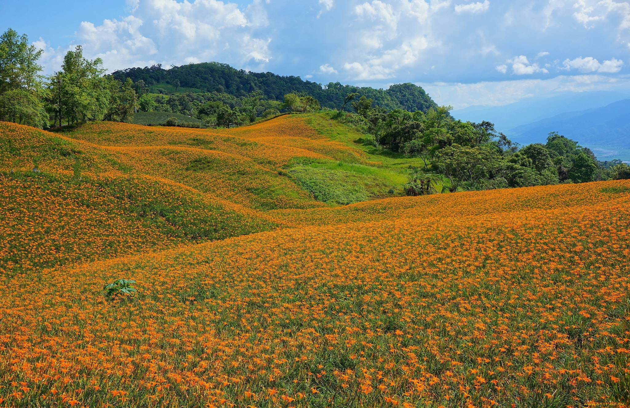 природа, луга, простор