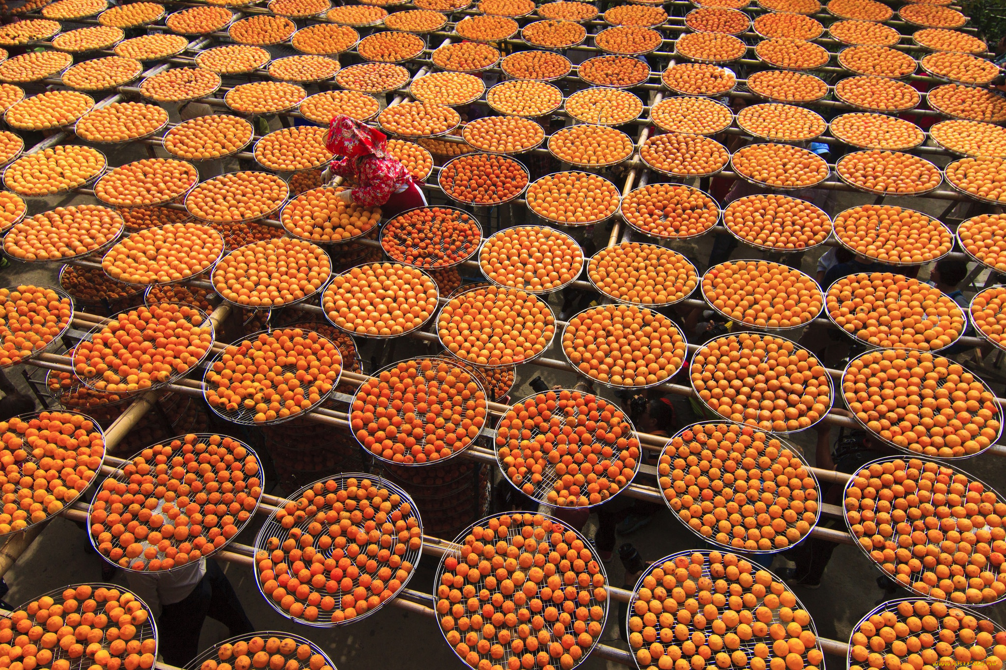 еда, хурма, круги, фрукты