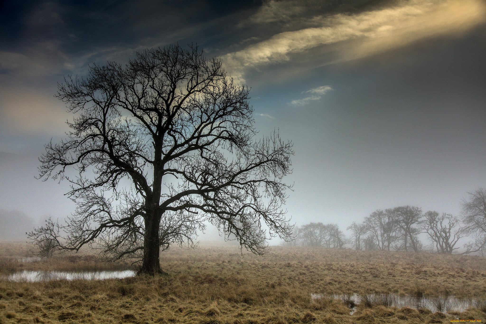 природа, деревья, простор
