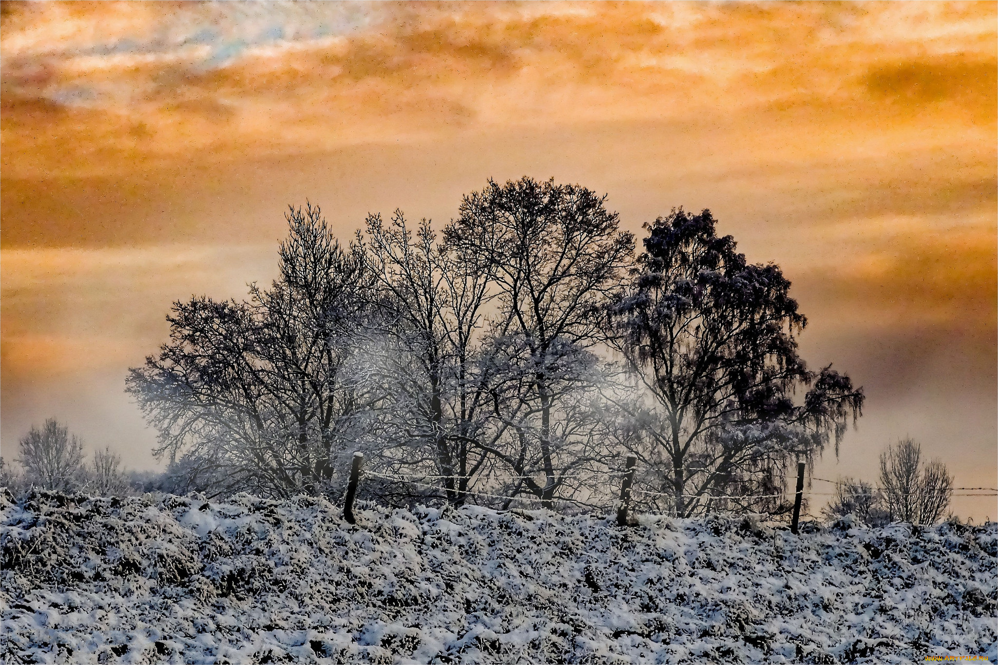 природа, деревья, простор