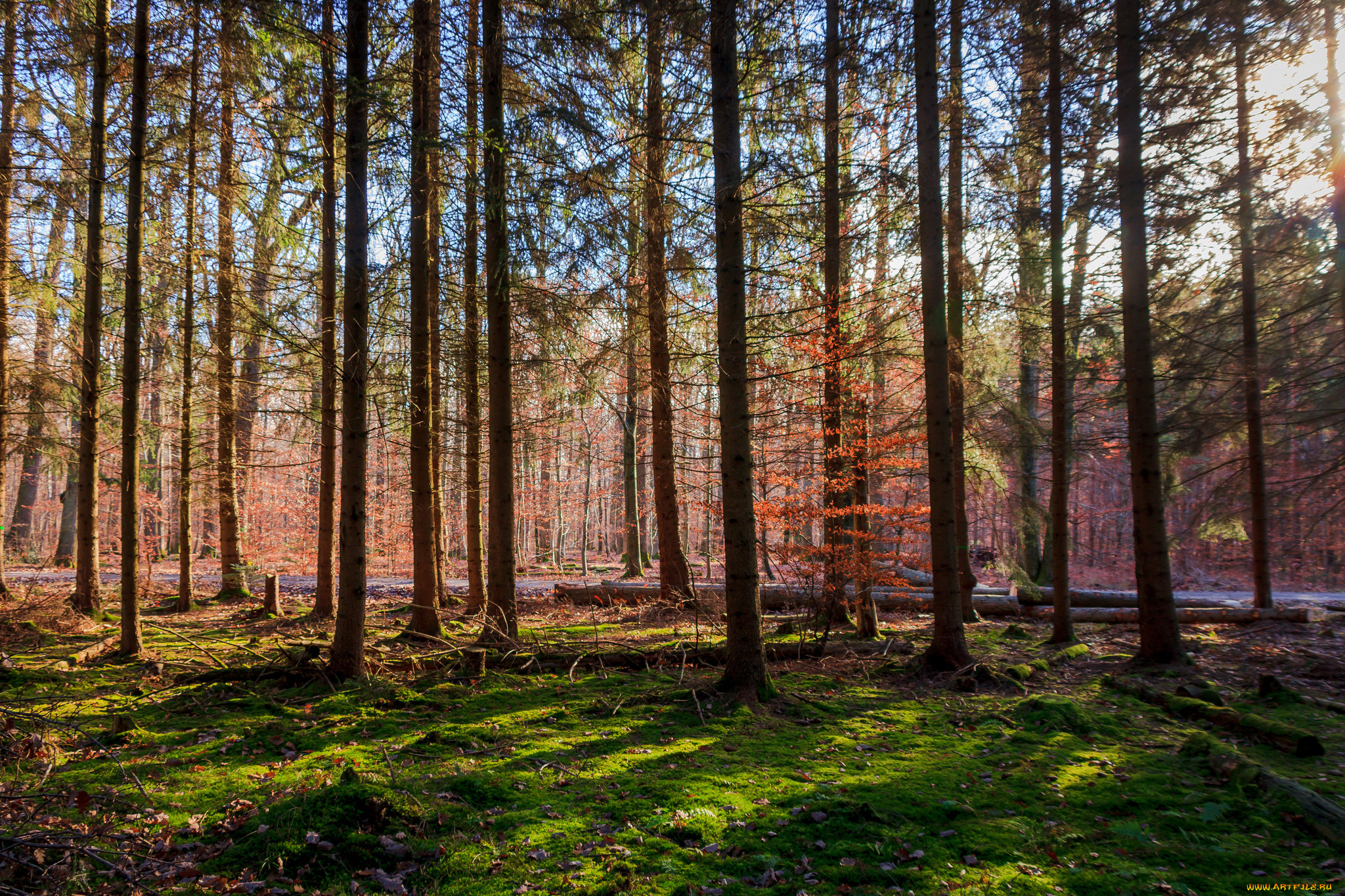 природа, лес, простор