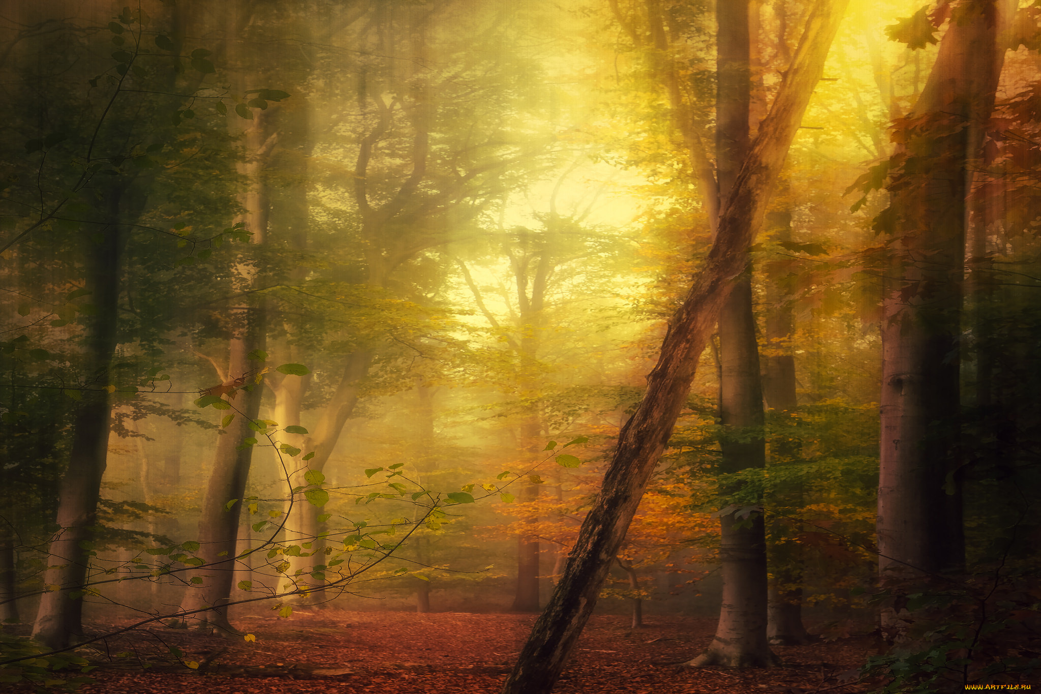 природа, лес, простор