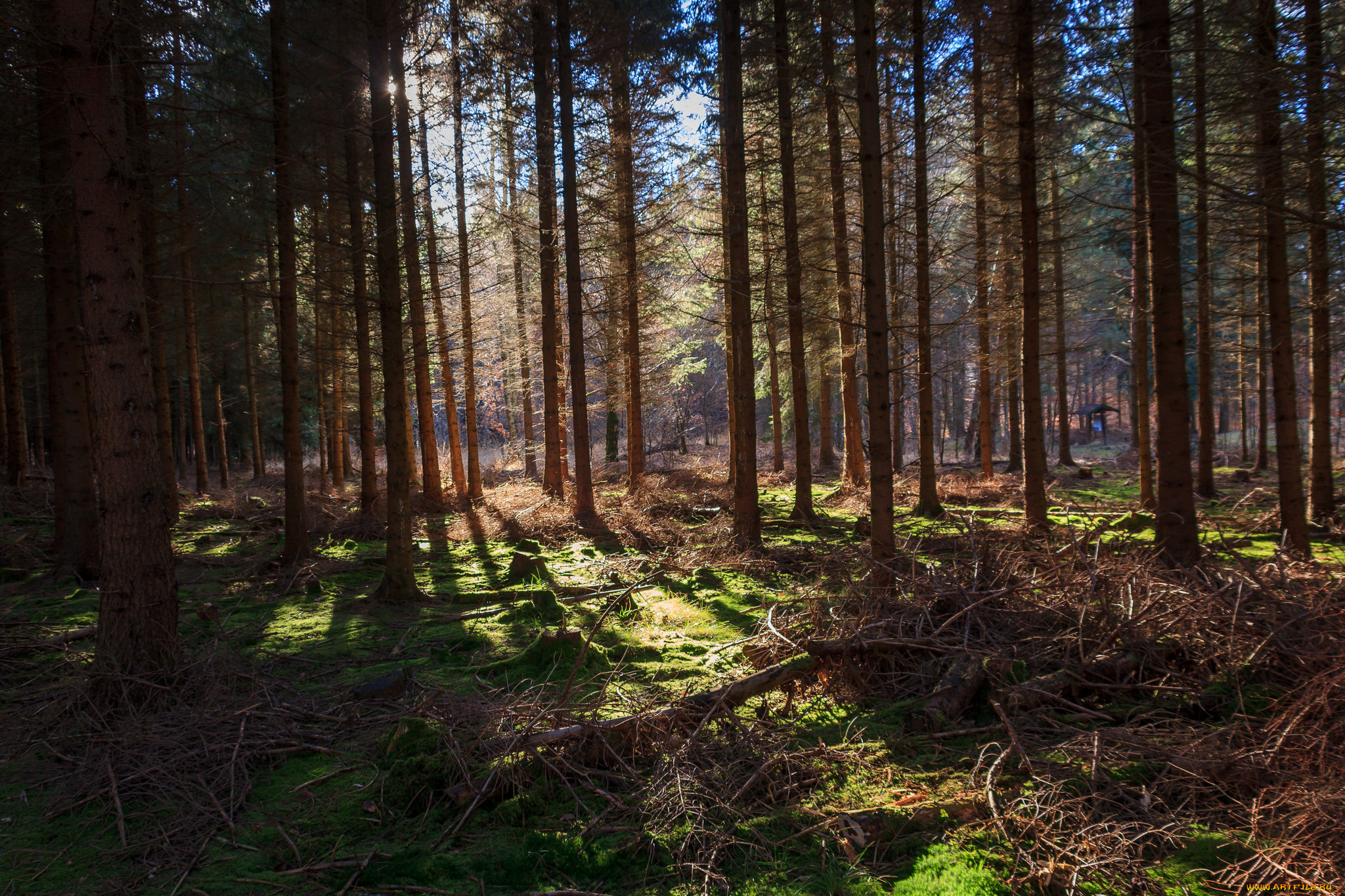 природа, лес, простор