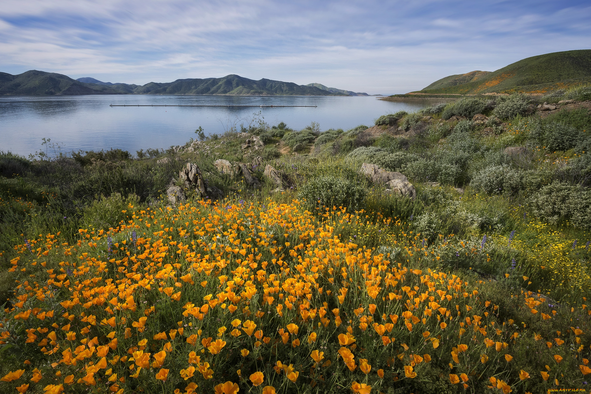 природа, луга, простор