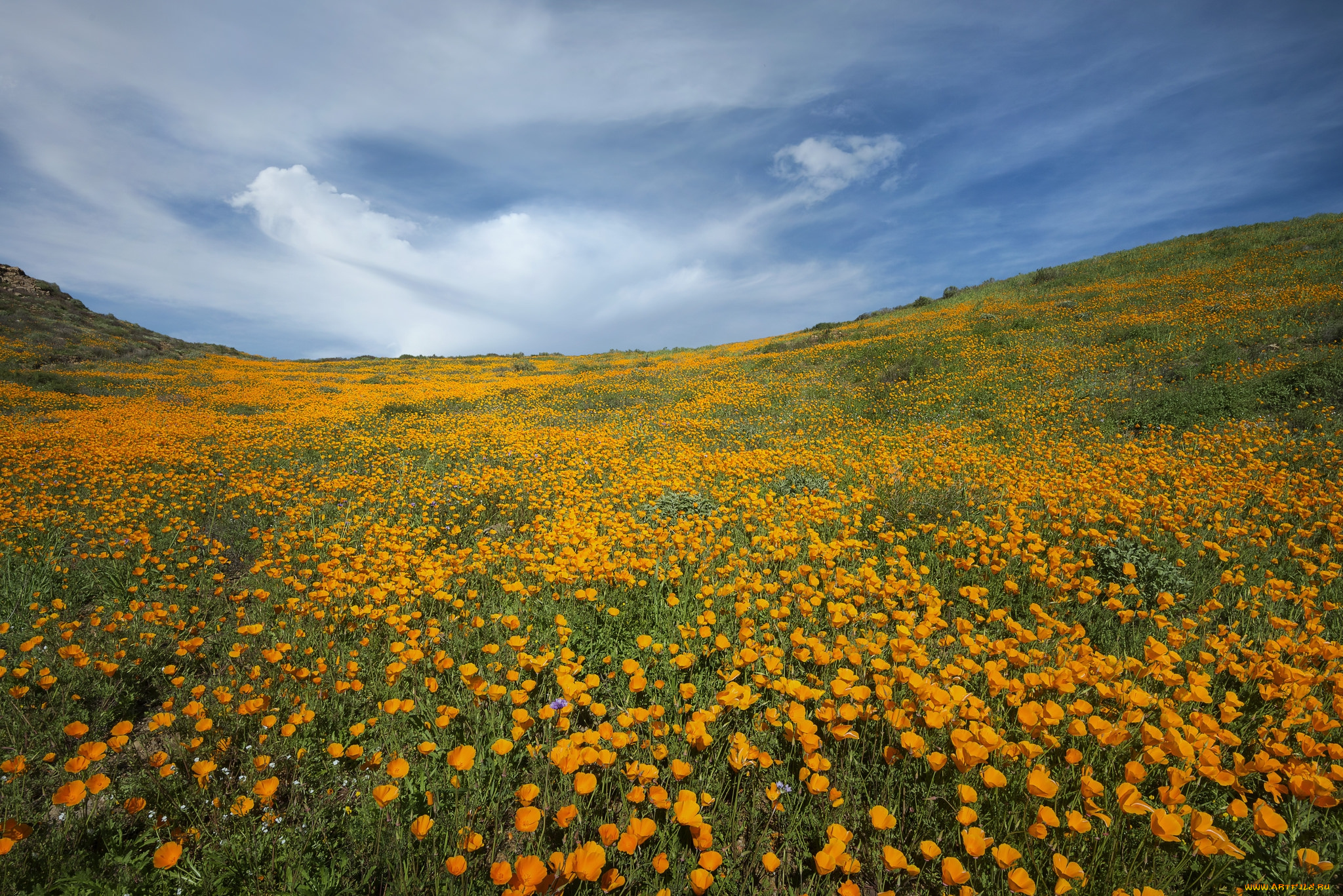 природа, луга, простор