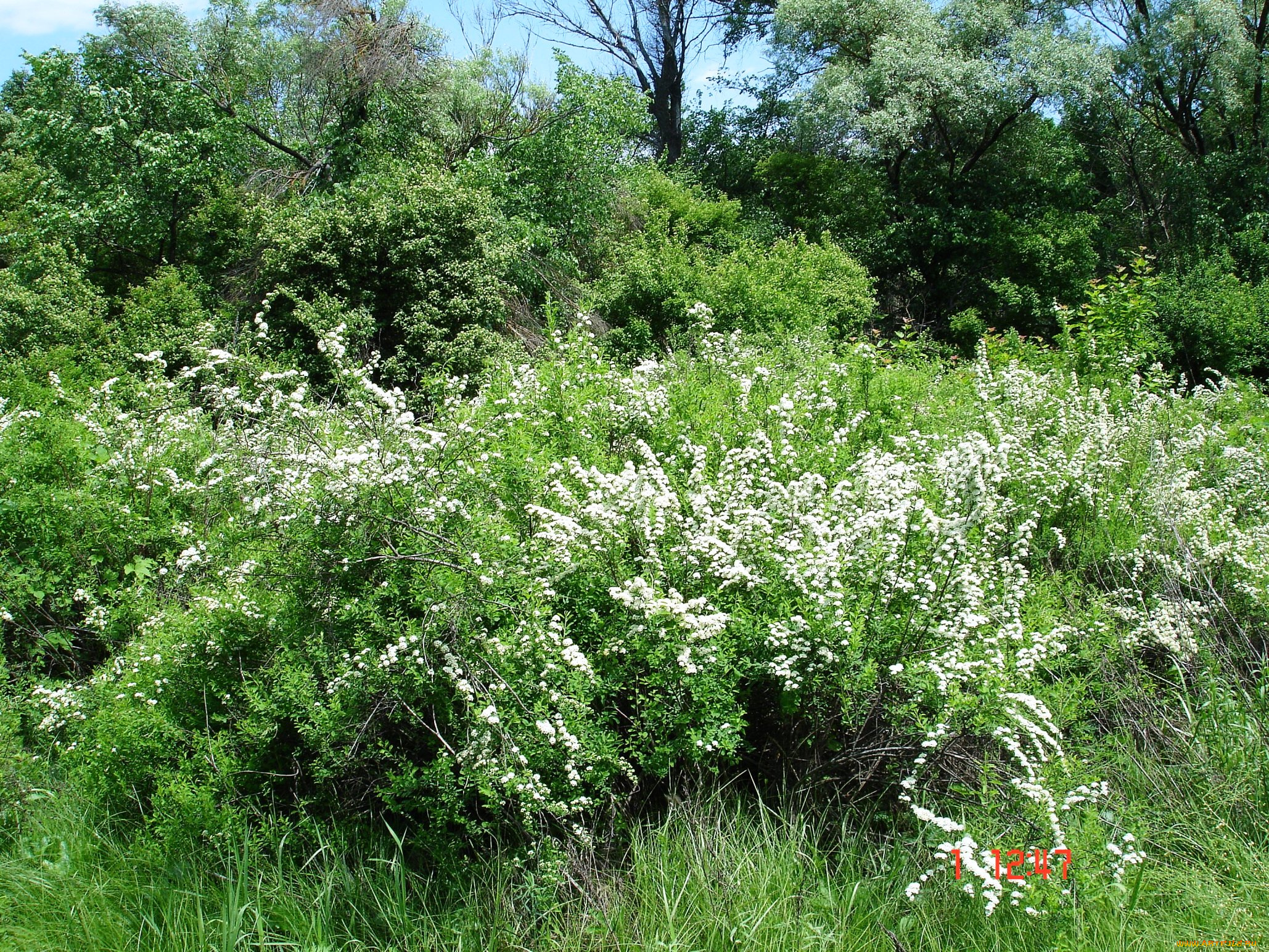 природа, лес, кусты, деревья