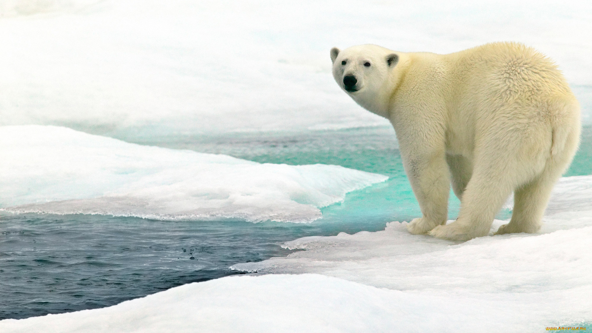 белый, полярный, медведь, животные, медведи, белый, полярный, медведь, хищники, медвежьи, млекопитающие, снег, мороз, льды, шерсть, когти, пасть, клыки