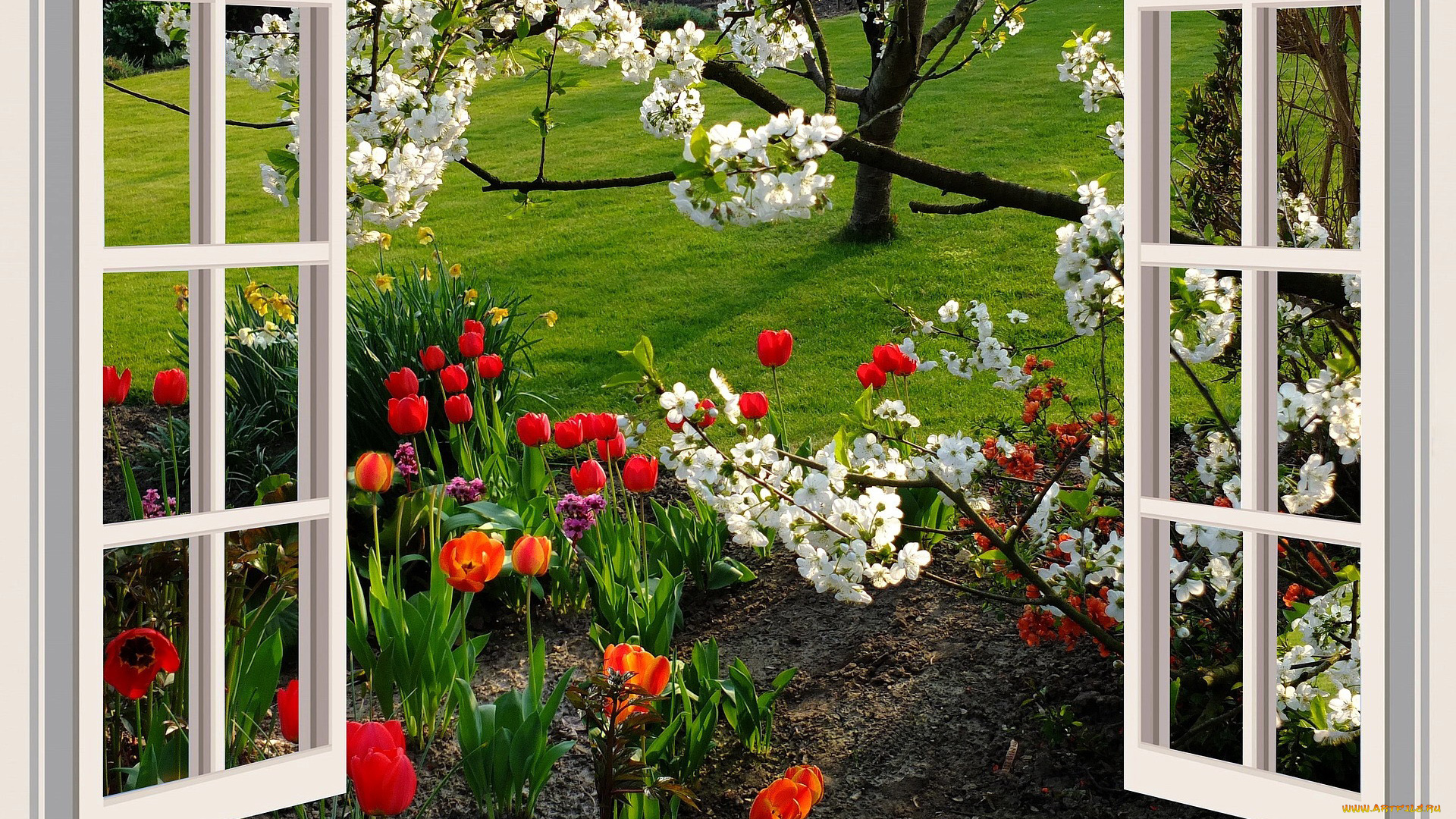 цветы, разные, вместе, тюльпаны, нарциссы, цветущая, вишня