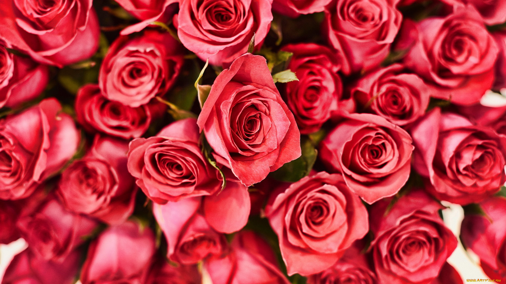 цветы, розы, бутоны