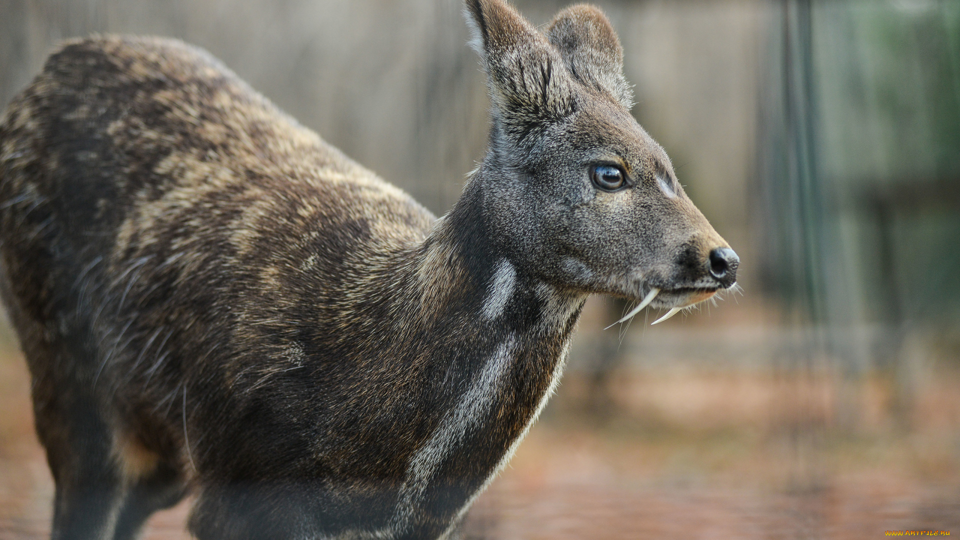 кабарга, животные, -, другое, musk, deer, кабарги, кабарговые, китопарнокопытные, млекопитающие, клыки