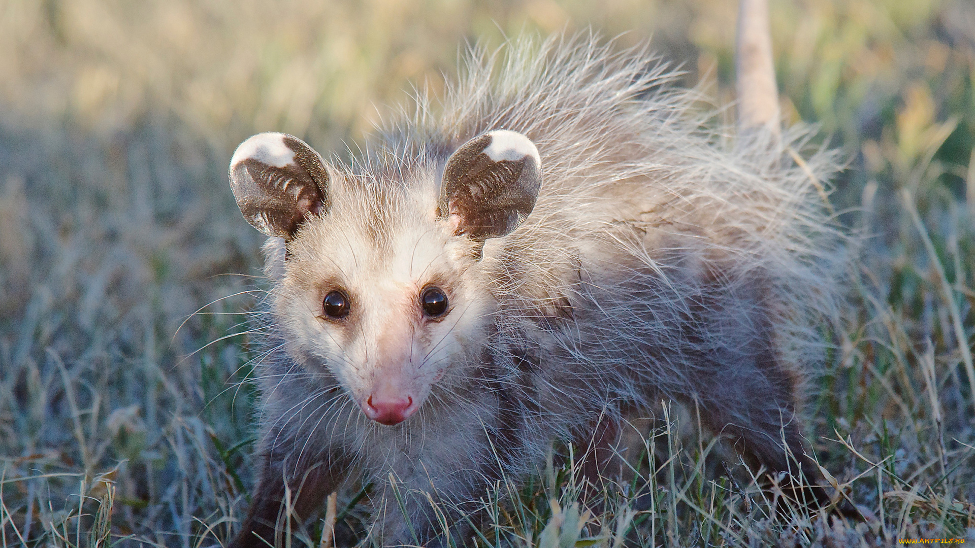 opossum, животные, опоссумы, опоссум, опоссумовые, зверёк, мех, хвостик, мордочка, млекопитающие