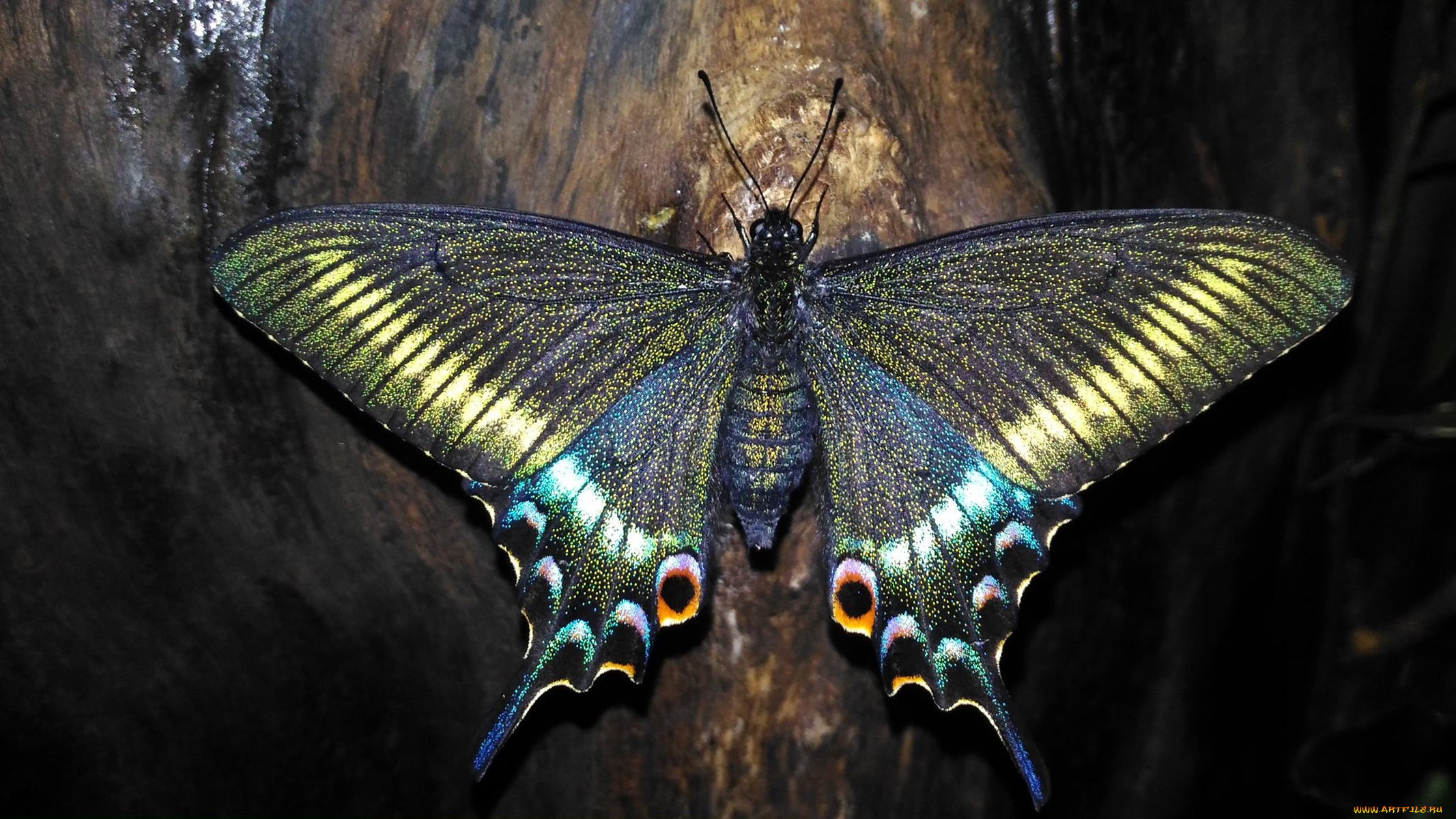 парусник, маака, животные, бабочки, , мотыльки, , моли, парусник, маака, махаоны, чешуекрылые, хвостоносцы