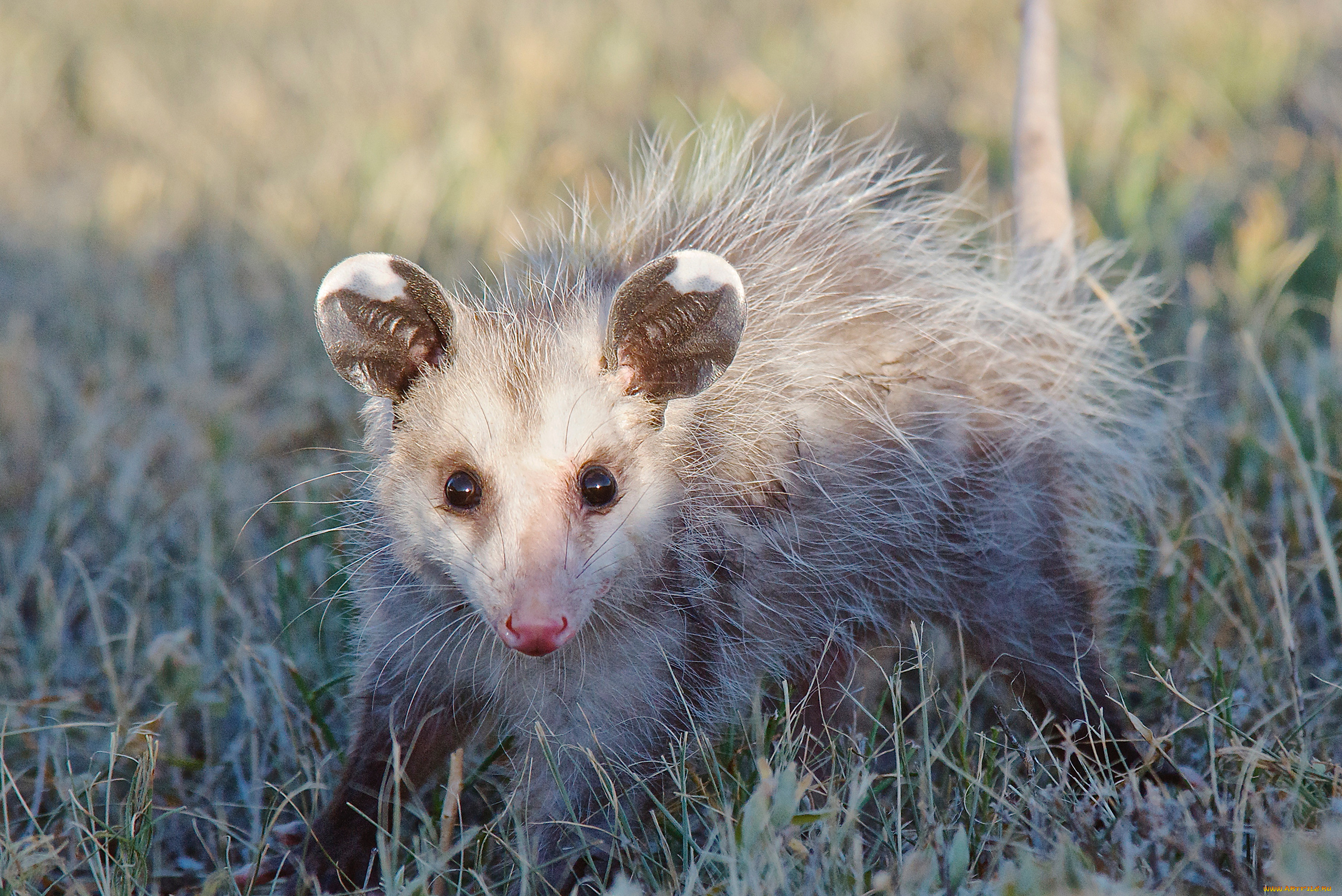 opossum, животные, опоссумы, опоссум, опоссумовые, зверёк, мех, хвостик, мордочка, млекопитающие