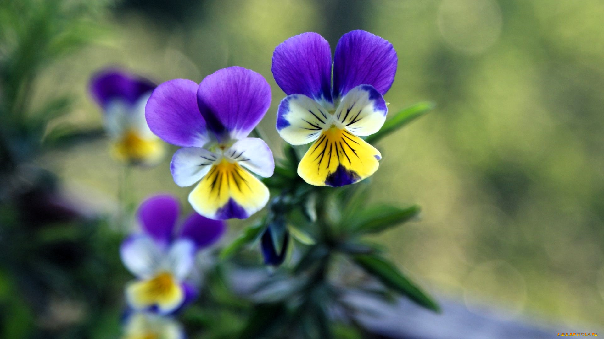 цветы, анютины, глазки, , садовые, фиалки, анютины, глазки