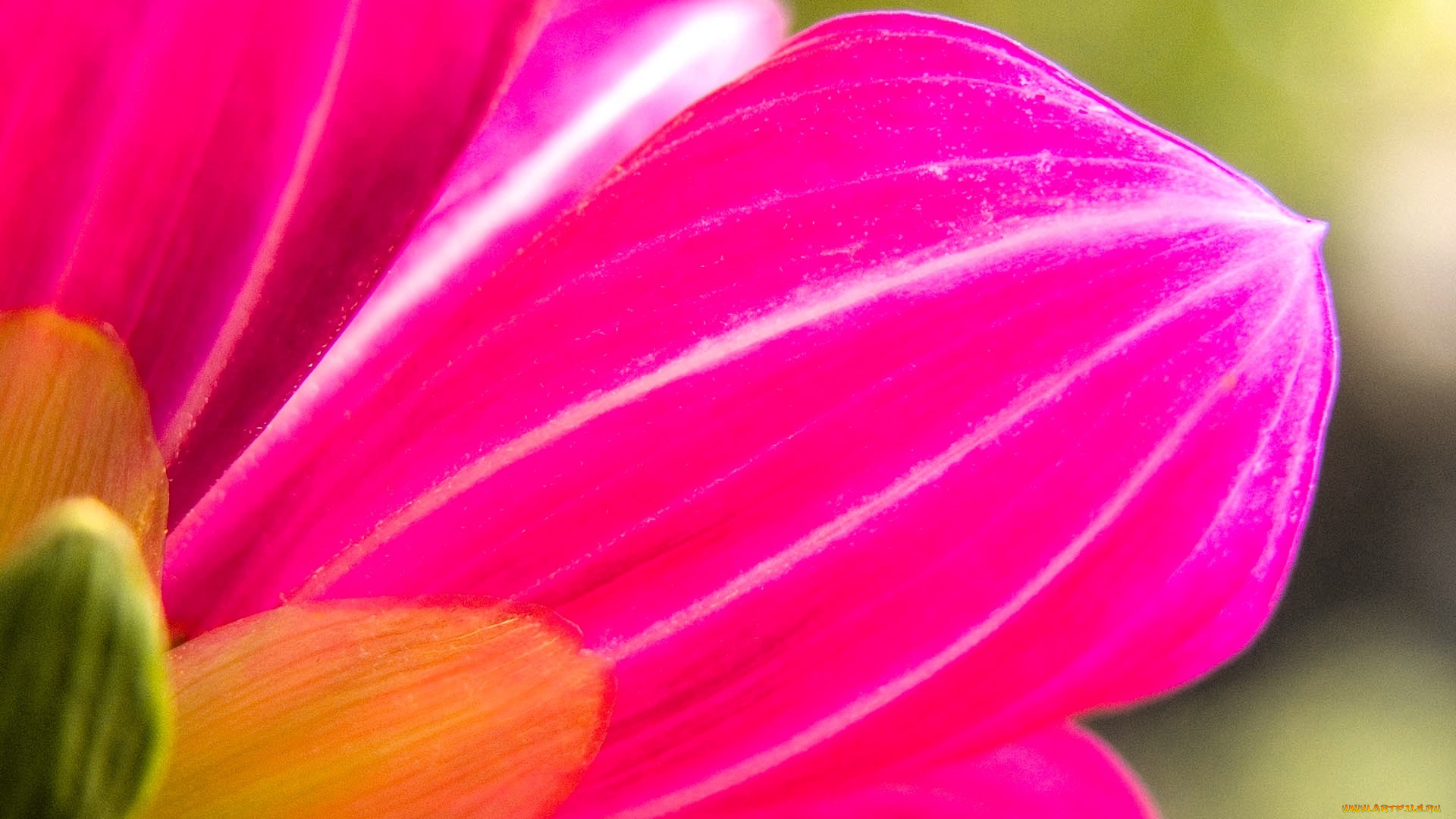 цветы, георгины, лепестки, розовые