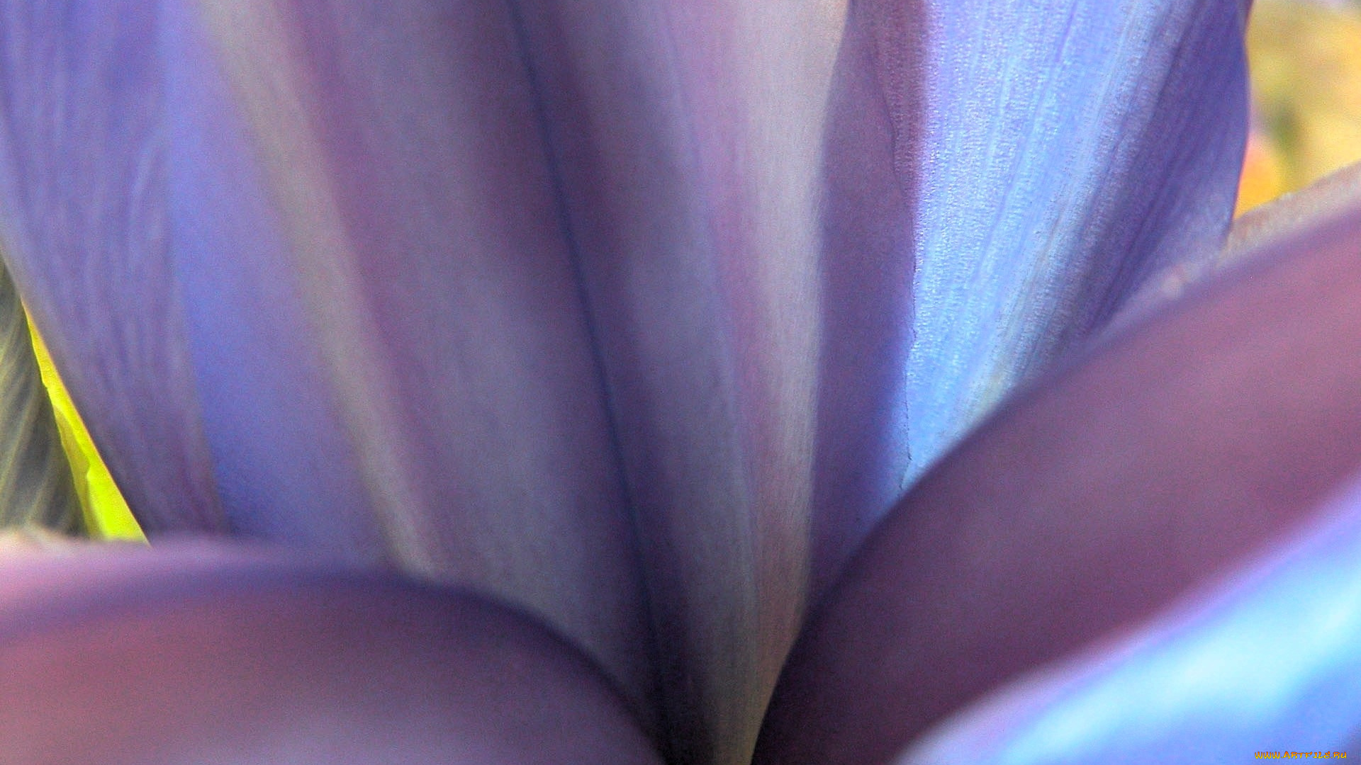 цветы, ирисы, сердцевина, макро