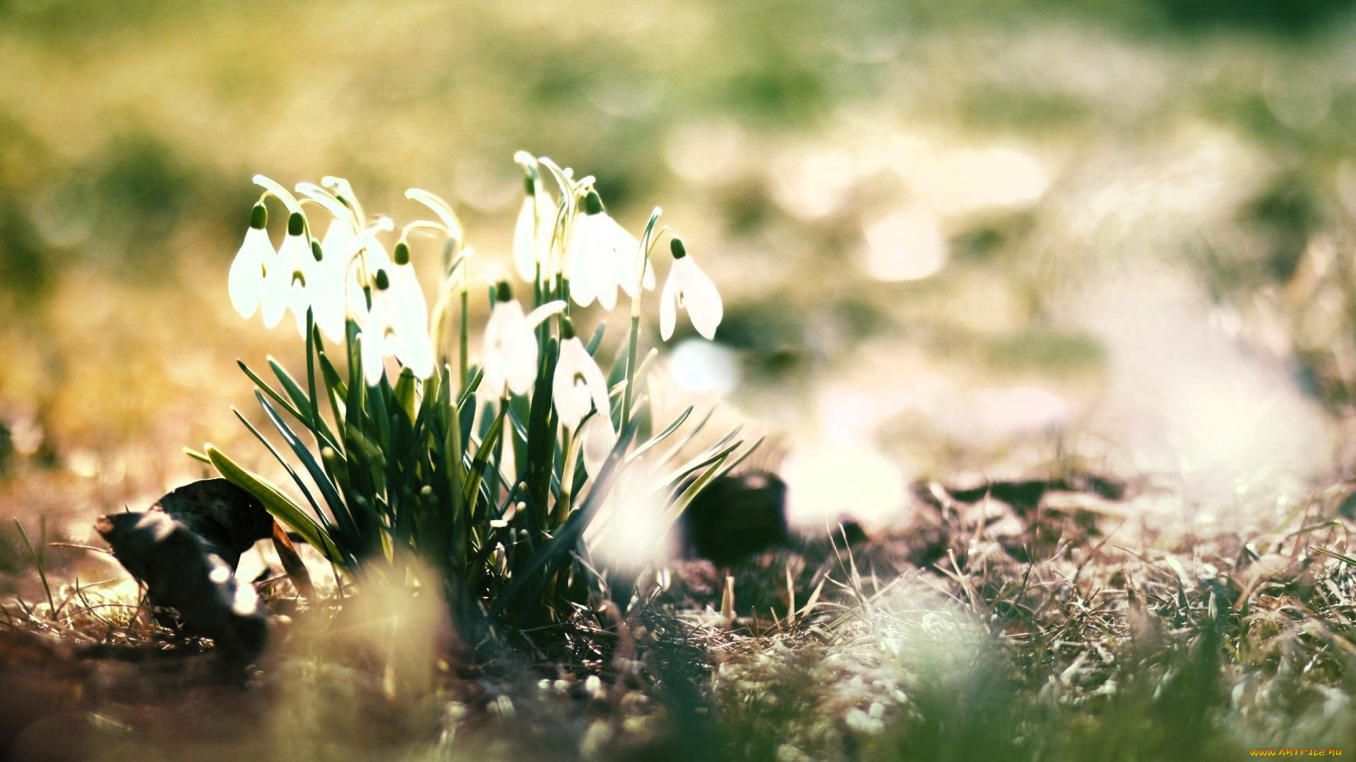 цветы, подснежники, , белоцветники, , пролески