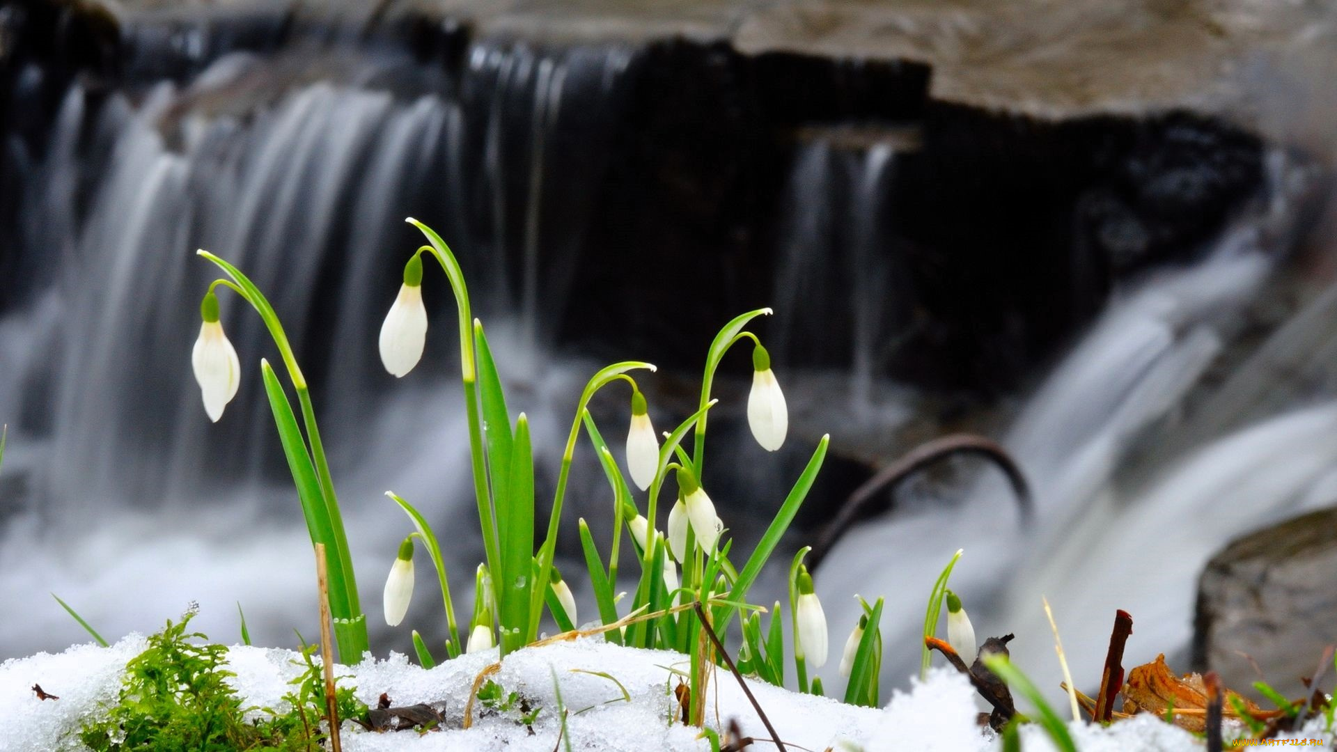 цветы, подснежники, , белоцветники, , пролески, водопад