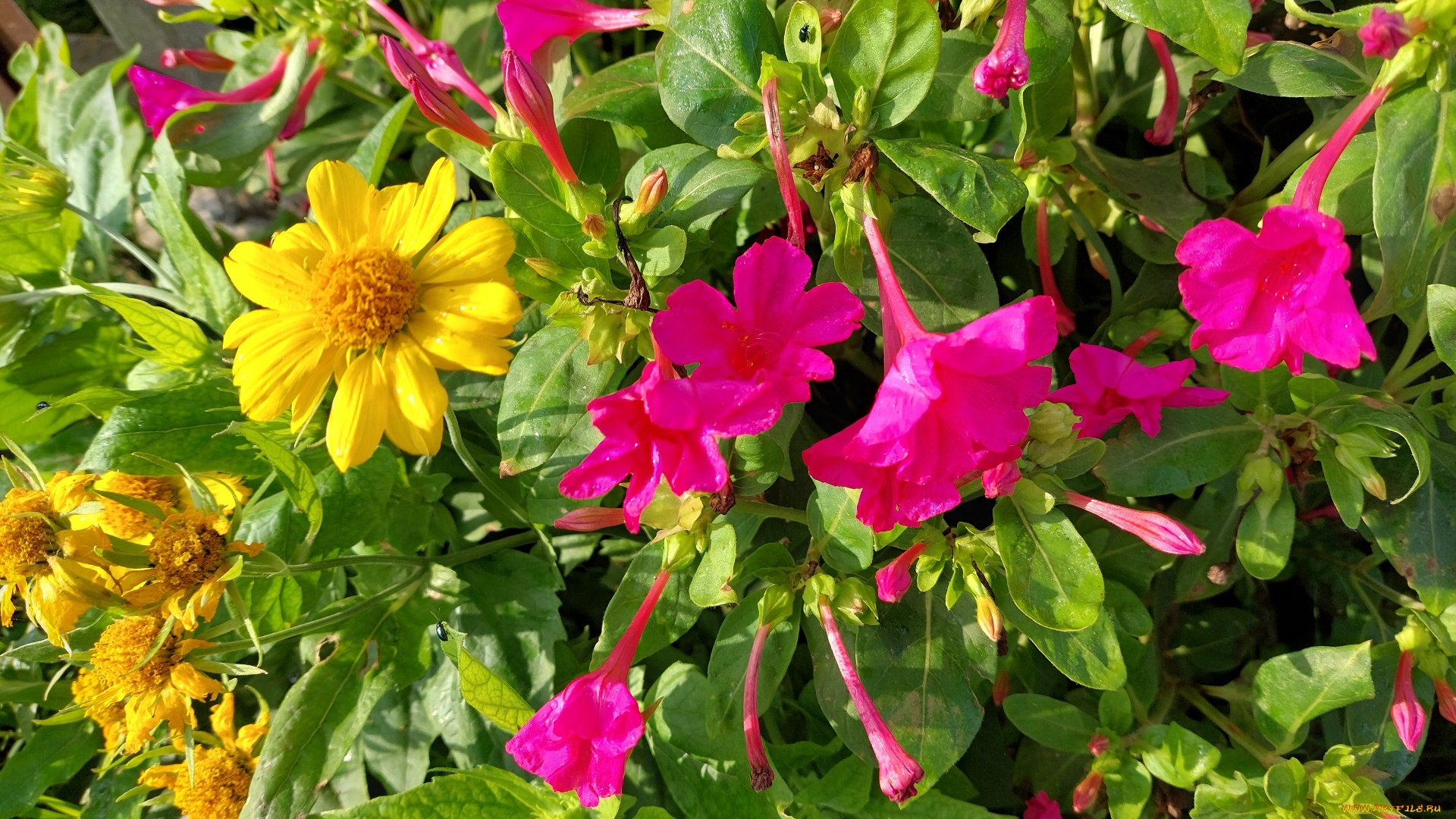 цветы, разные, вместе, мирабилис