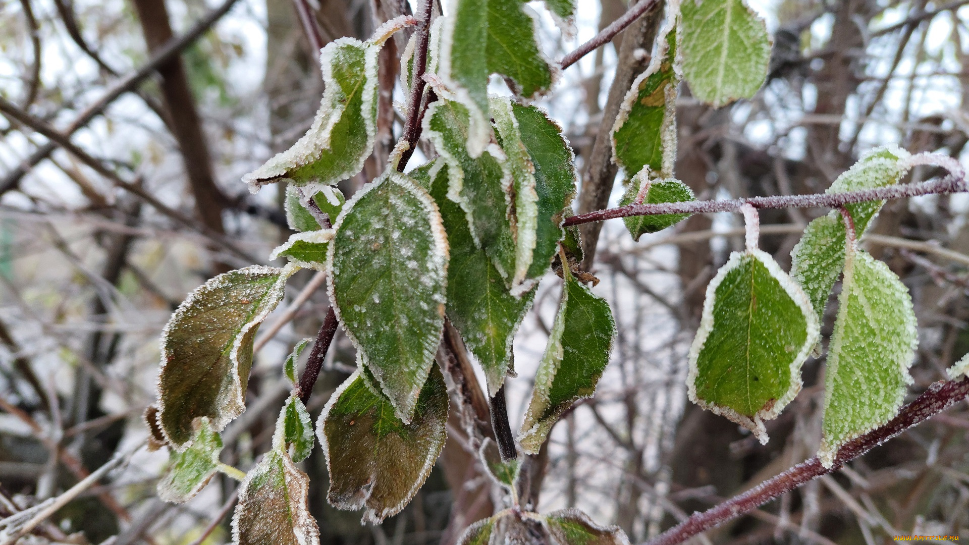 природа, листья, иней