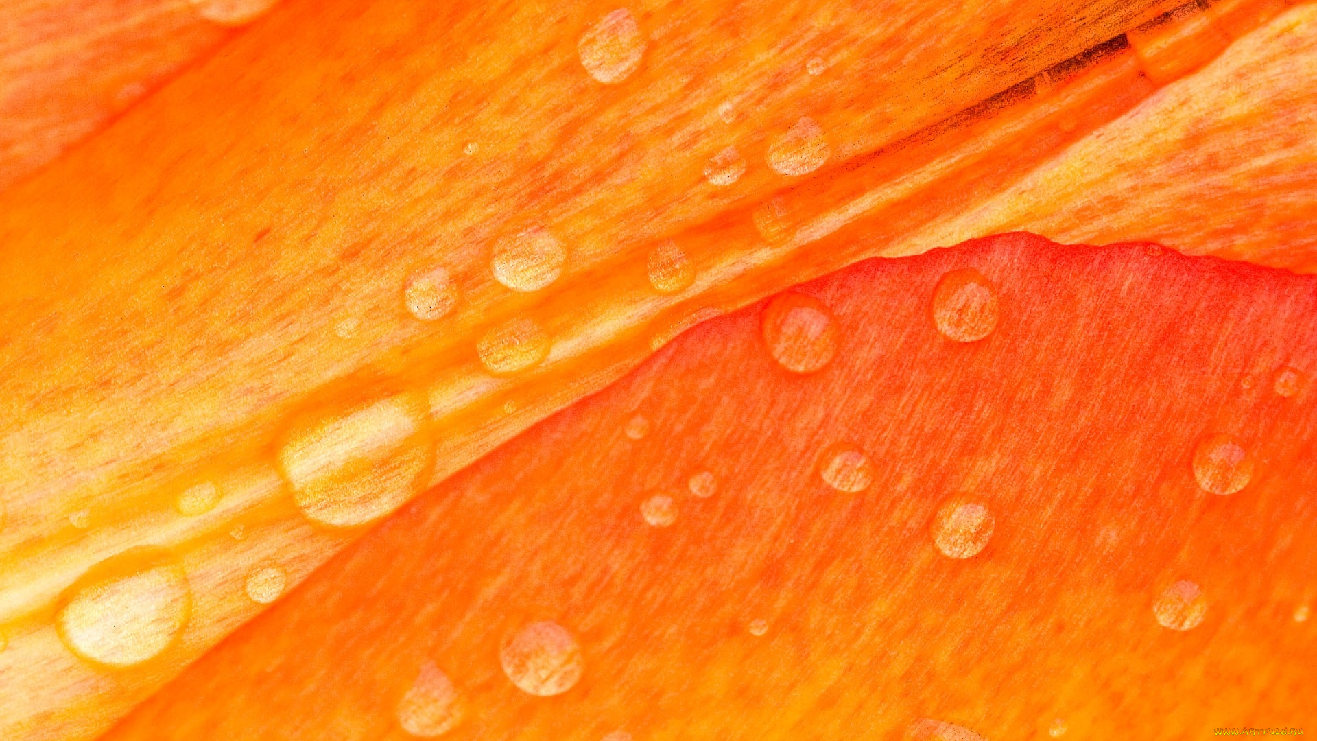 природа, макро, лепестки, капли