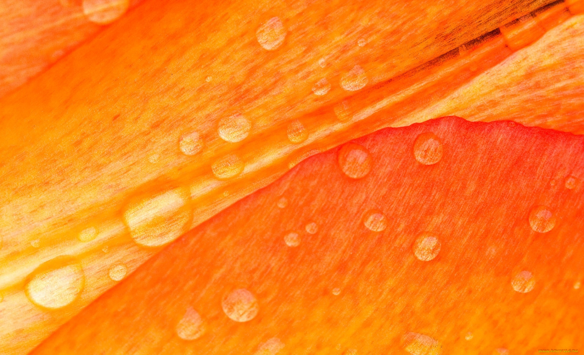 природа, макро, лепестки, капли